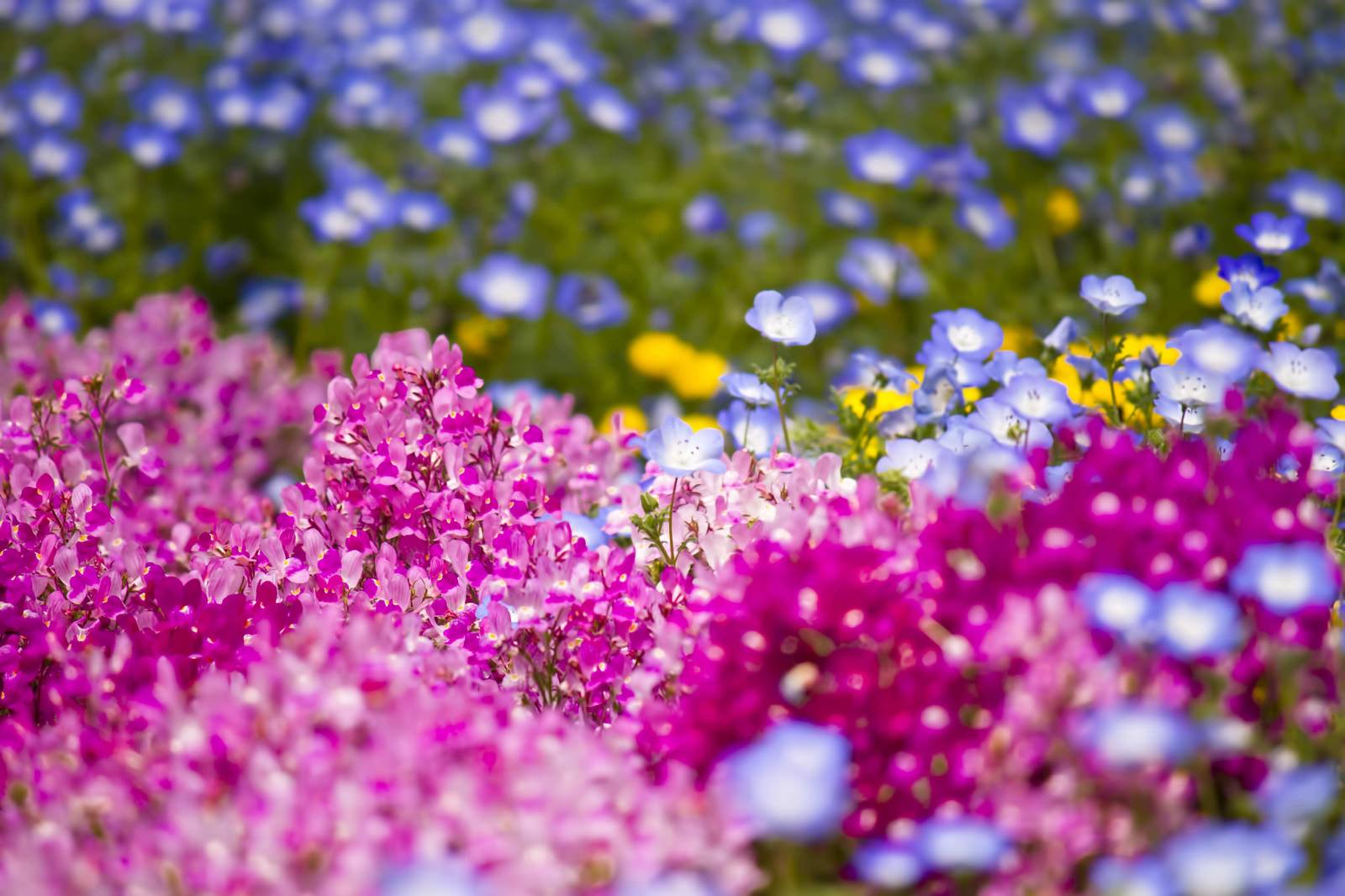 山下公園の花壇の写真を無料ダウンロード フリー素材 ぱくたそ 山下公園の花壇の写真を無料ダウンロード フリー素材 ぱくたそ