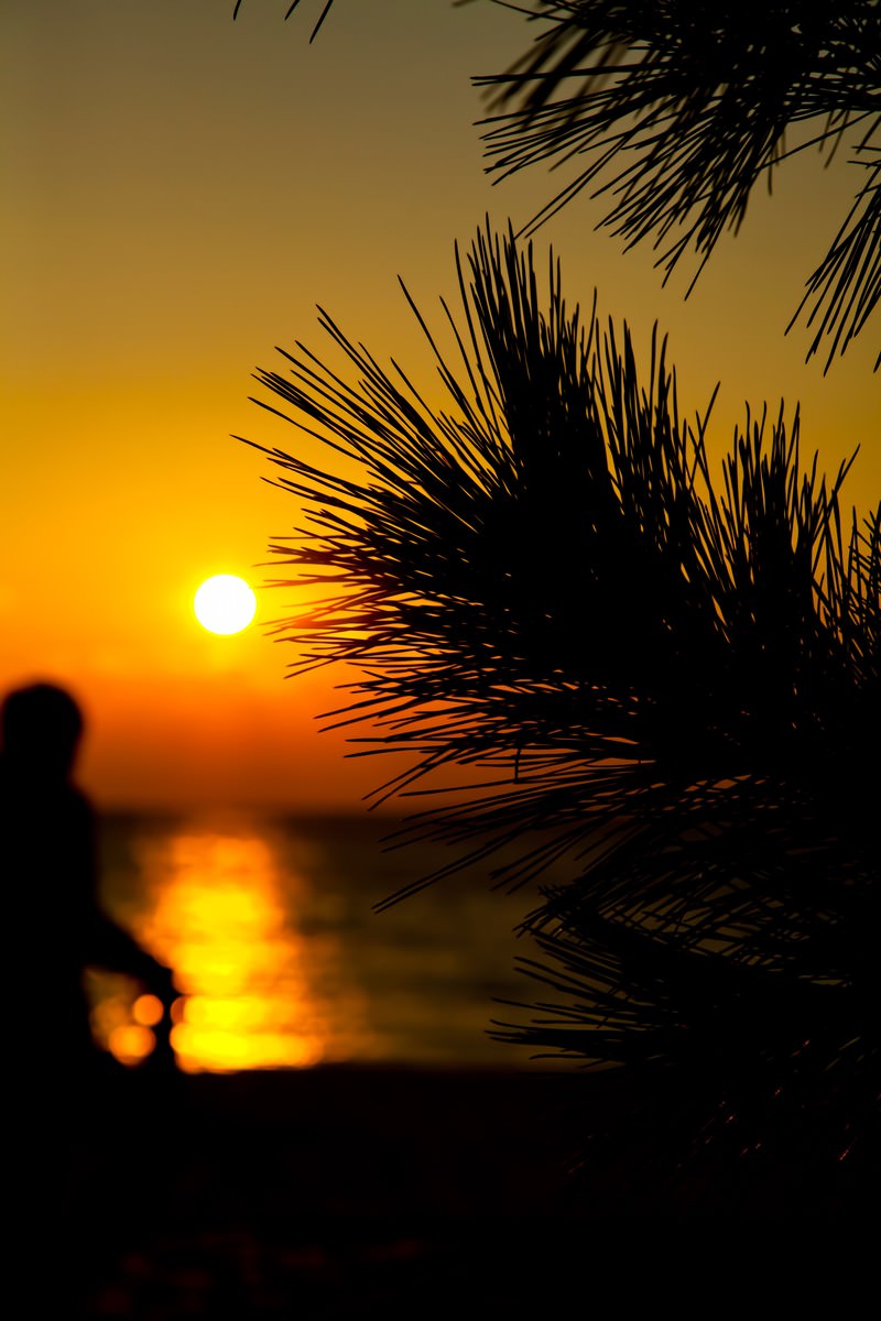 「夕焼けとヤシの木 | フリー素材のぱくたそ」の写真