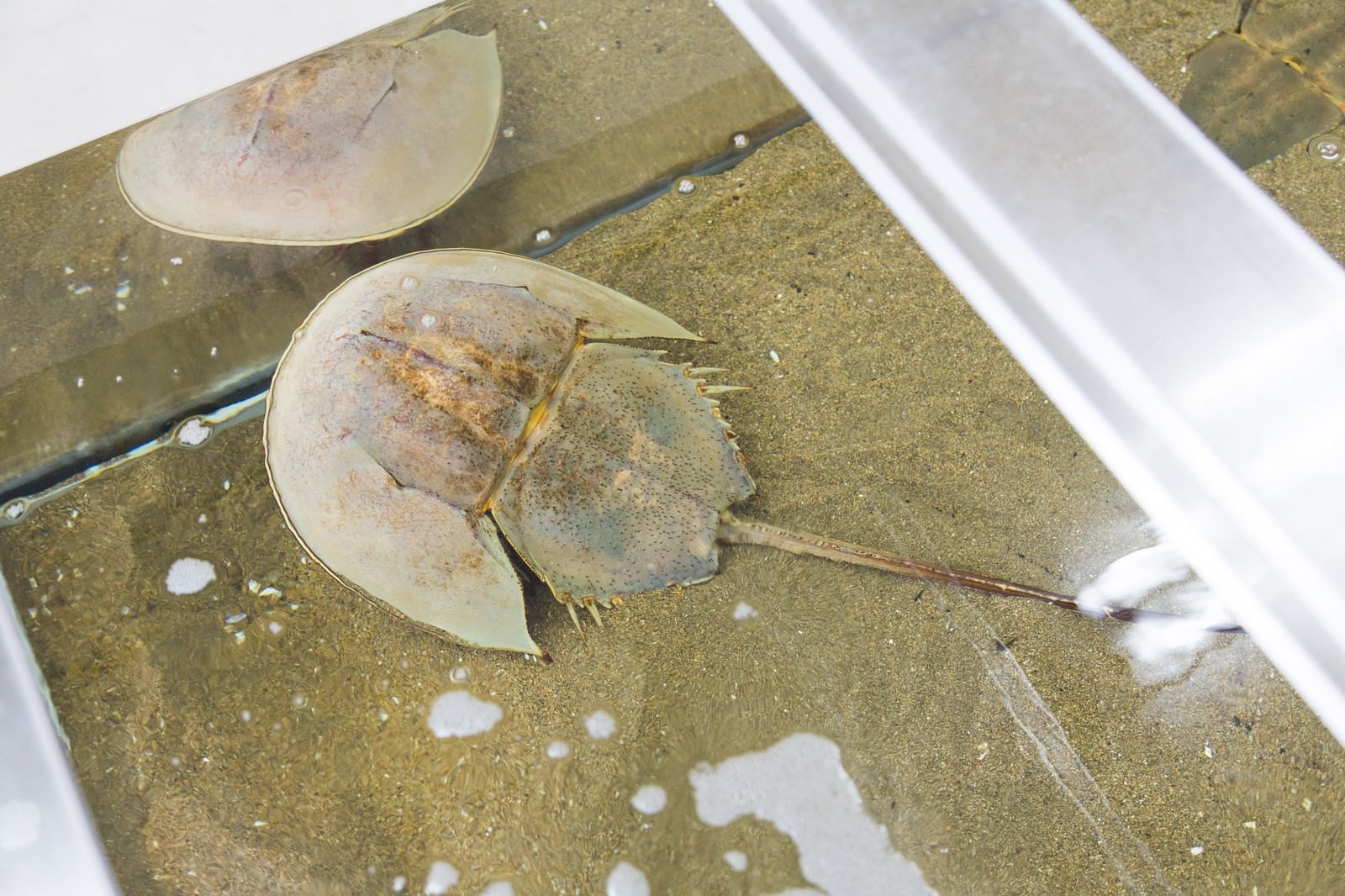 伊万里湾のカブトガニ 飼育室 の写真 画像 フリー素材 ぱくたそ