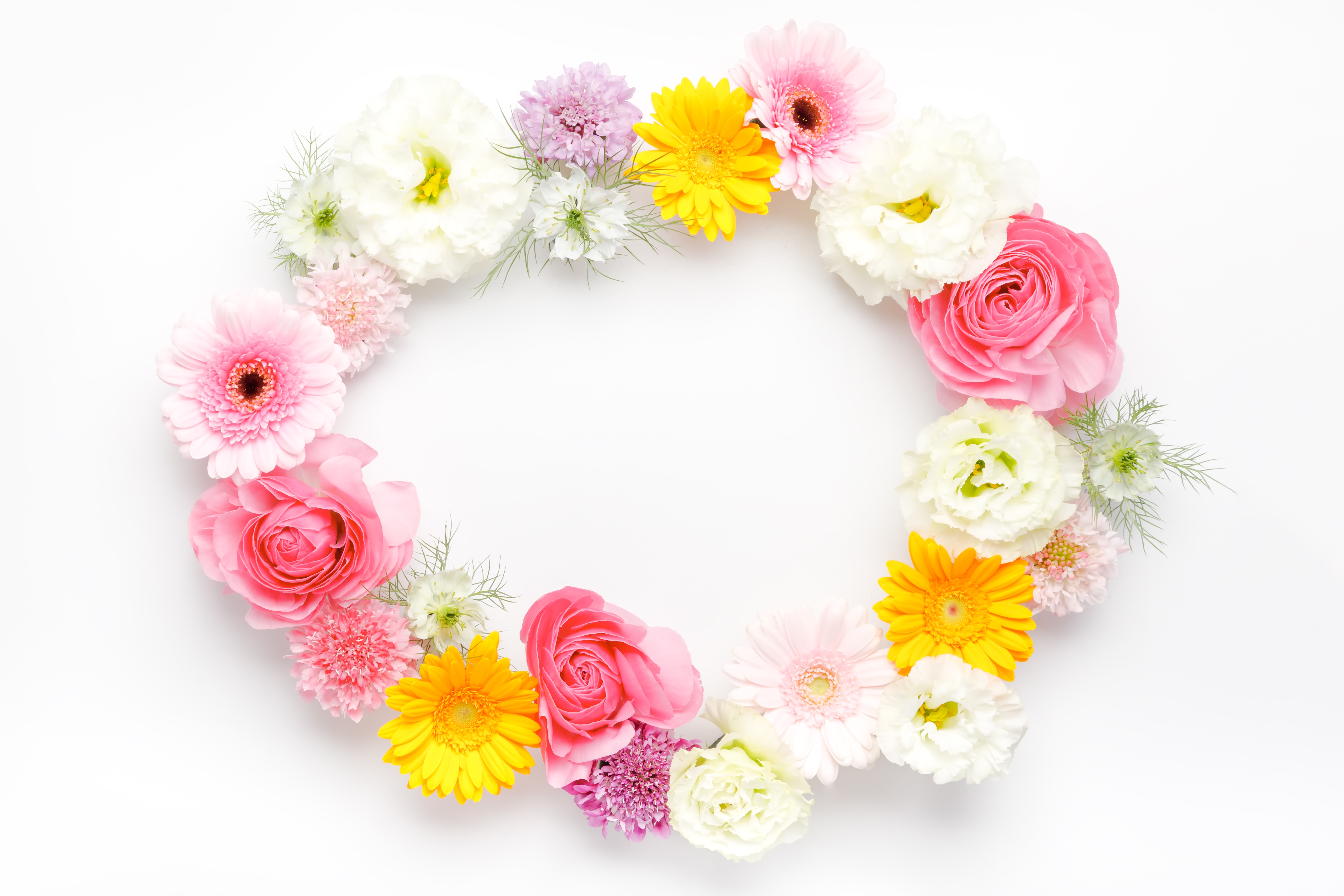 お花の輪 楕円 の写真素材 ぱくたそ