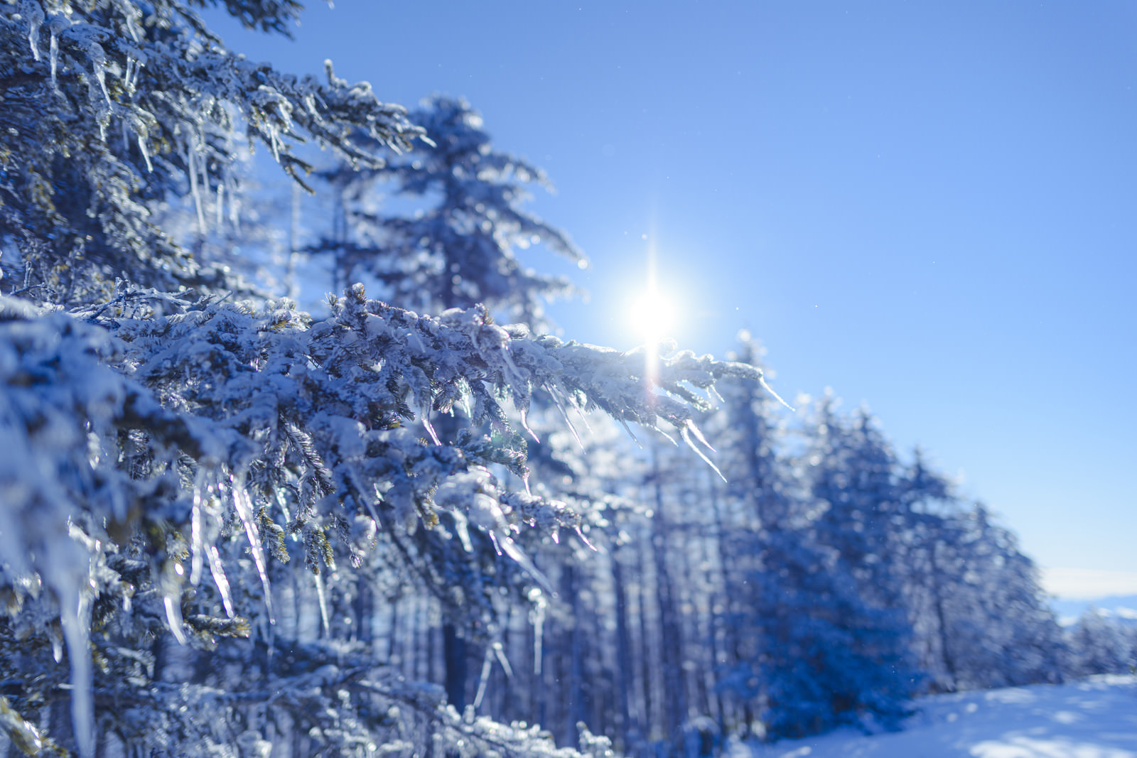 「凍った木々と太陽の光（雲取山） | フリー素材のぱくたそ」の写真