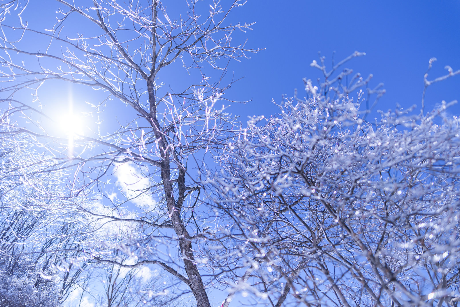 「太陽の光を乱反射する凍った木々（雲取山） | フリー素材のぱくたそ」の写真