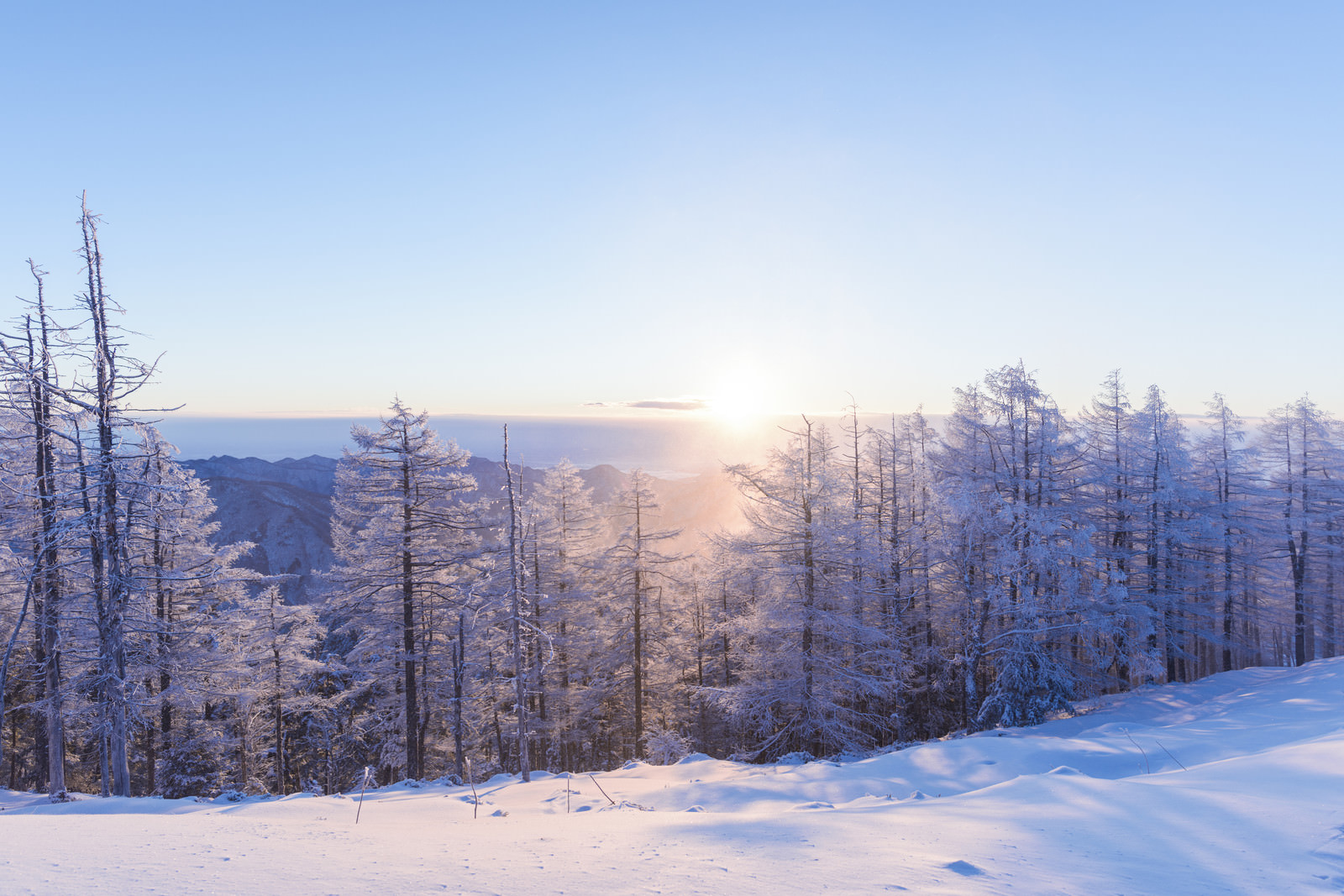 朝日に照らされる霧氷と雪 雲取山 の写真を無料ダウンロード フリー素材 ぱくたそ