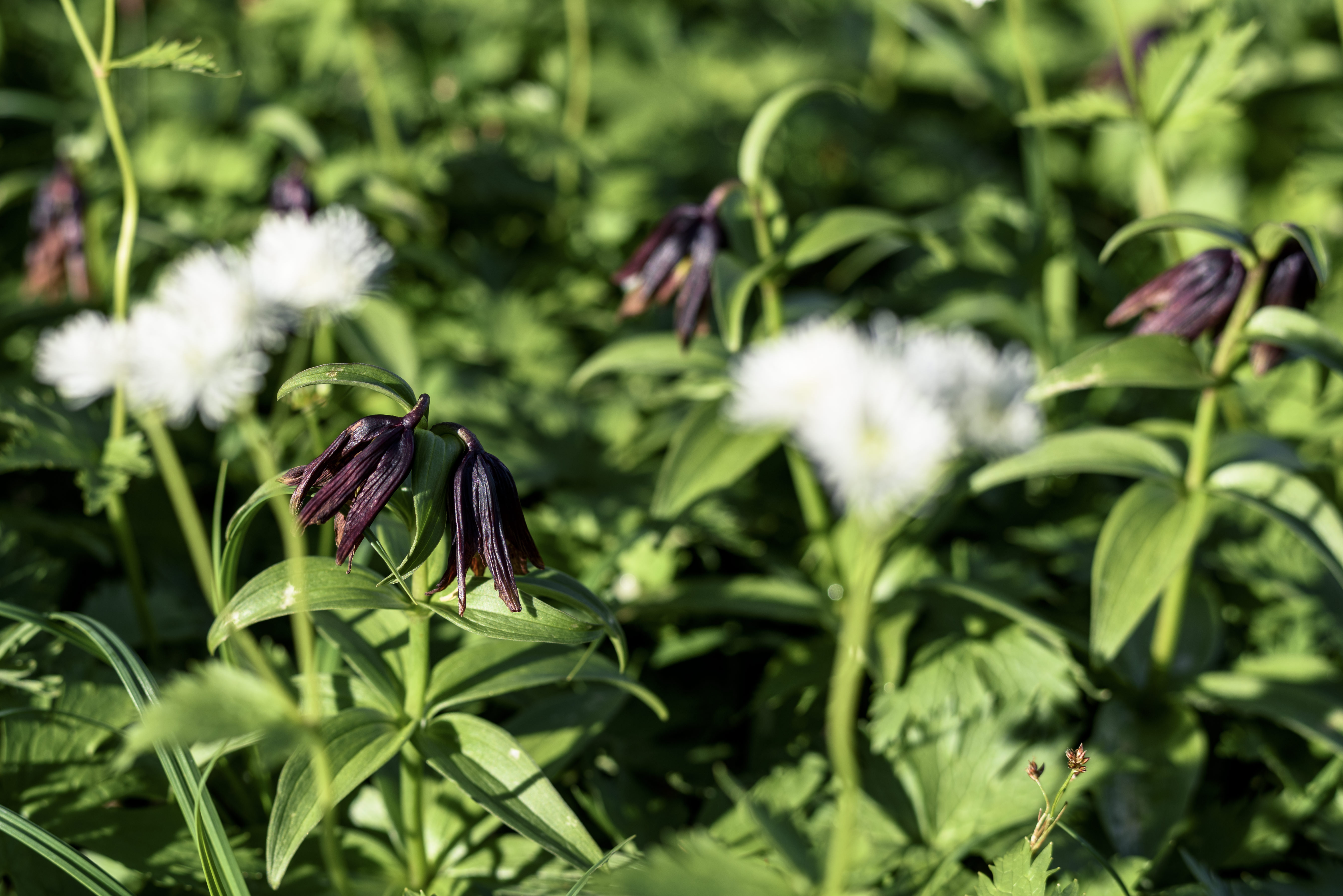 畳平の黒百合 クロユリ の写真素材 ぱくたそ