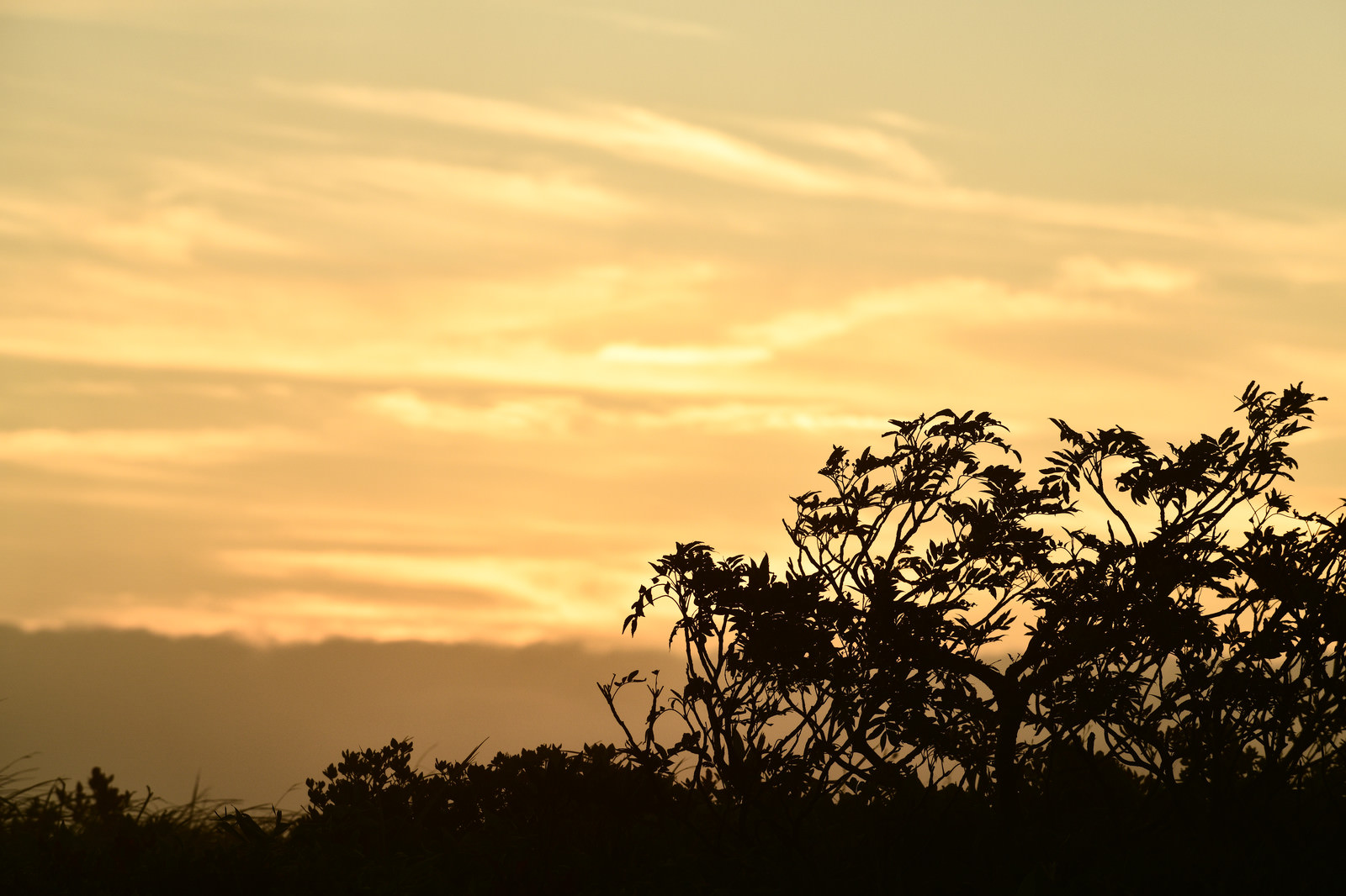 「ナナカマドと夕日（巻機山） | フリー素材のぱくたそ」の写真