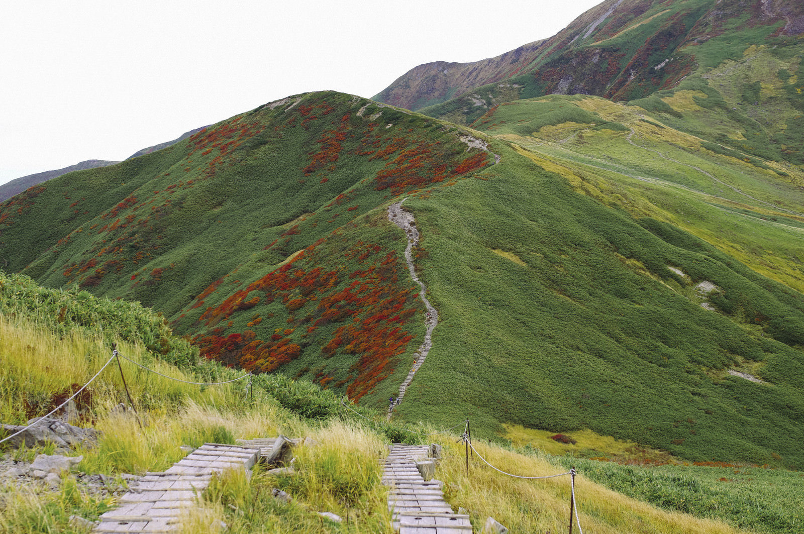 「紅葉のナナカマドが待つ登山道へと続く道 | フリー素材のぱくたそ」の写真