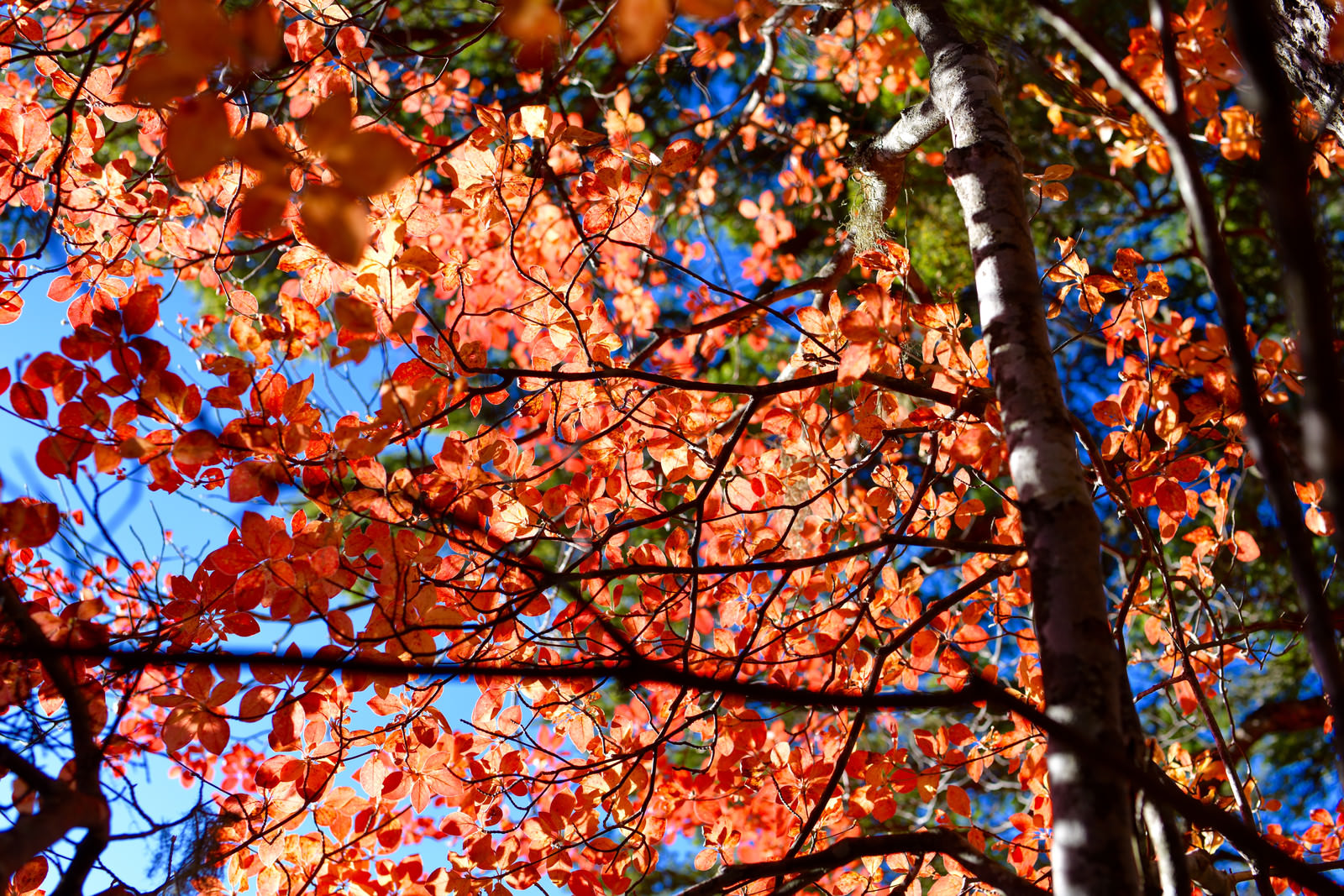 「色づいた木々の葉（甲斐駒ヶ岳で撮影） | フリー素材のぱくたそ」の写真
