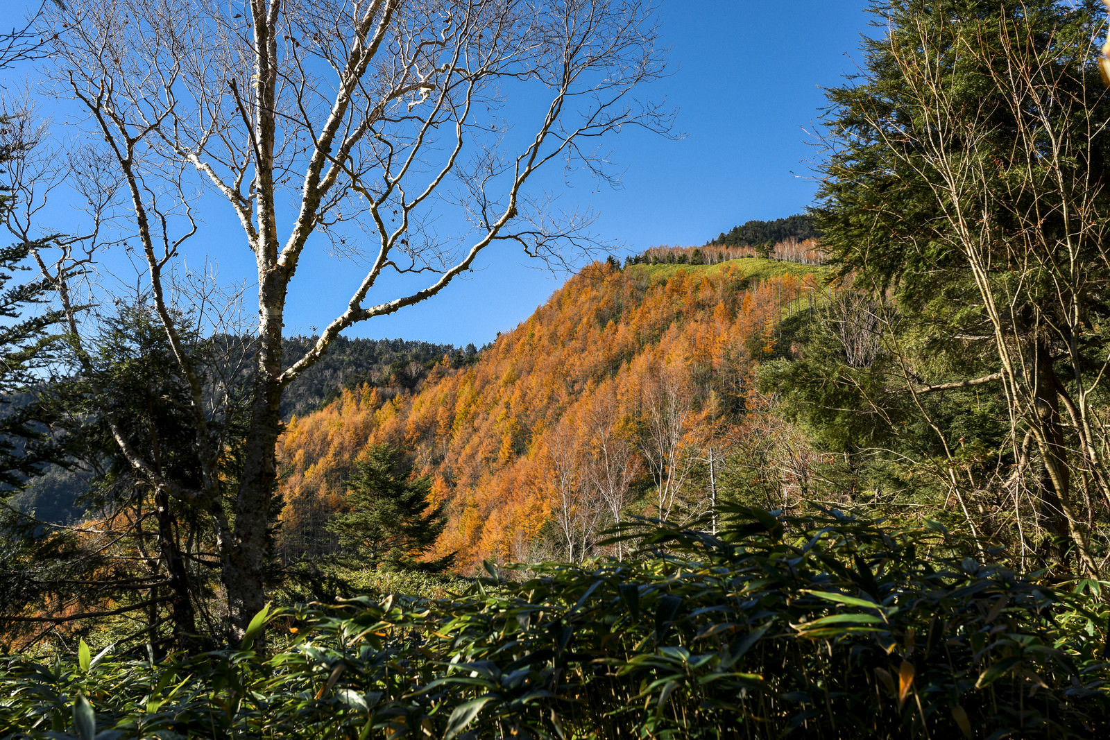 恵那山中腹に現れるカラマツ紅葉の写真 画像 フリー素材 ぱくたそ