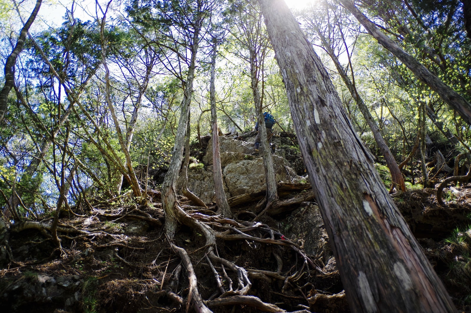 「岩肌にへばりつく木々と登山者（両神山） | フリー素材のぱくたそ」の写真