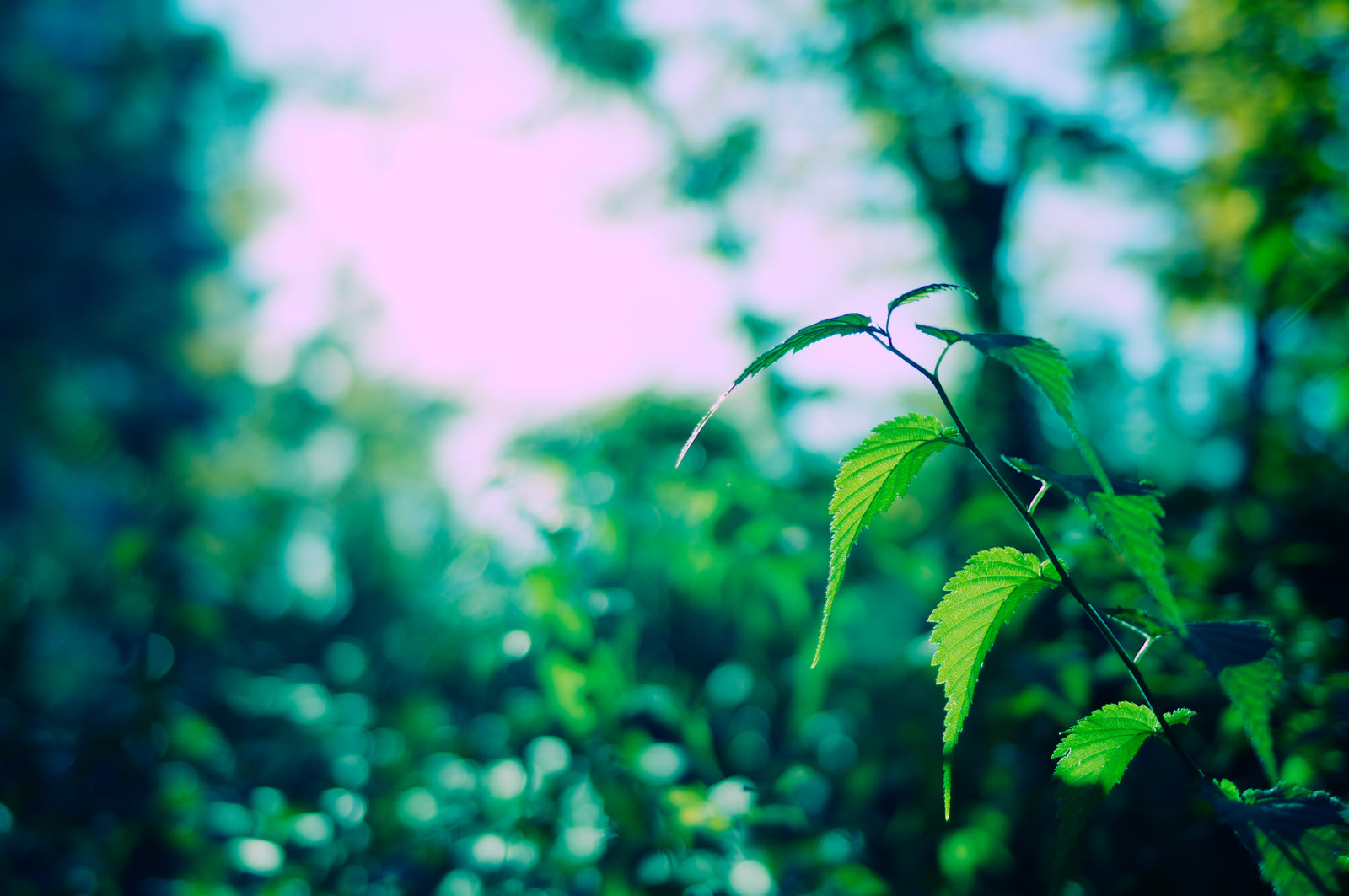 「光に照らされる草木」の写真