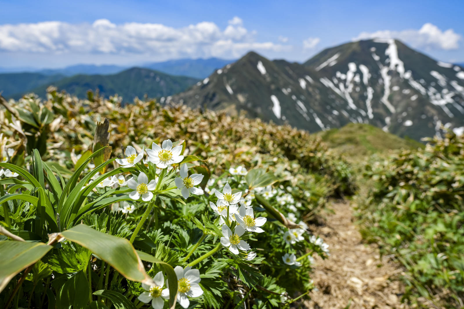 ハクサンイチゲに彩られた登山道 谷川岳 の写真素材 ぱくたそ