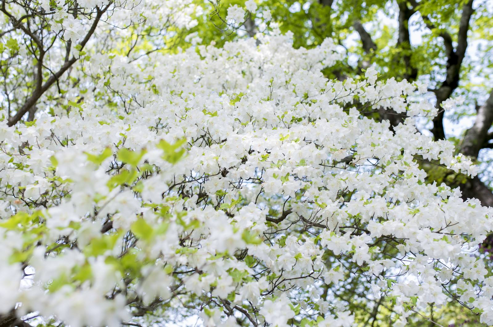 「満開に咲くのシロヤシオ（白八汐）」の写真