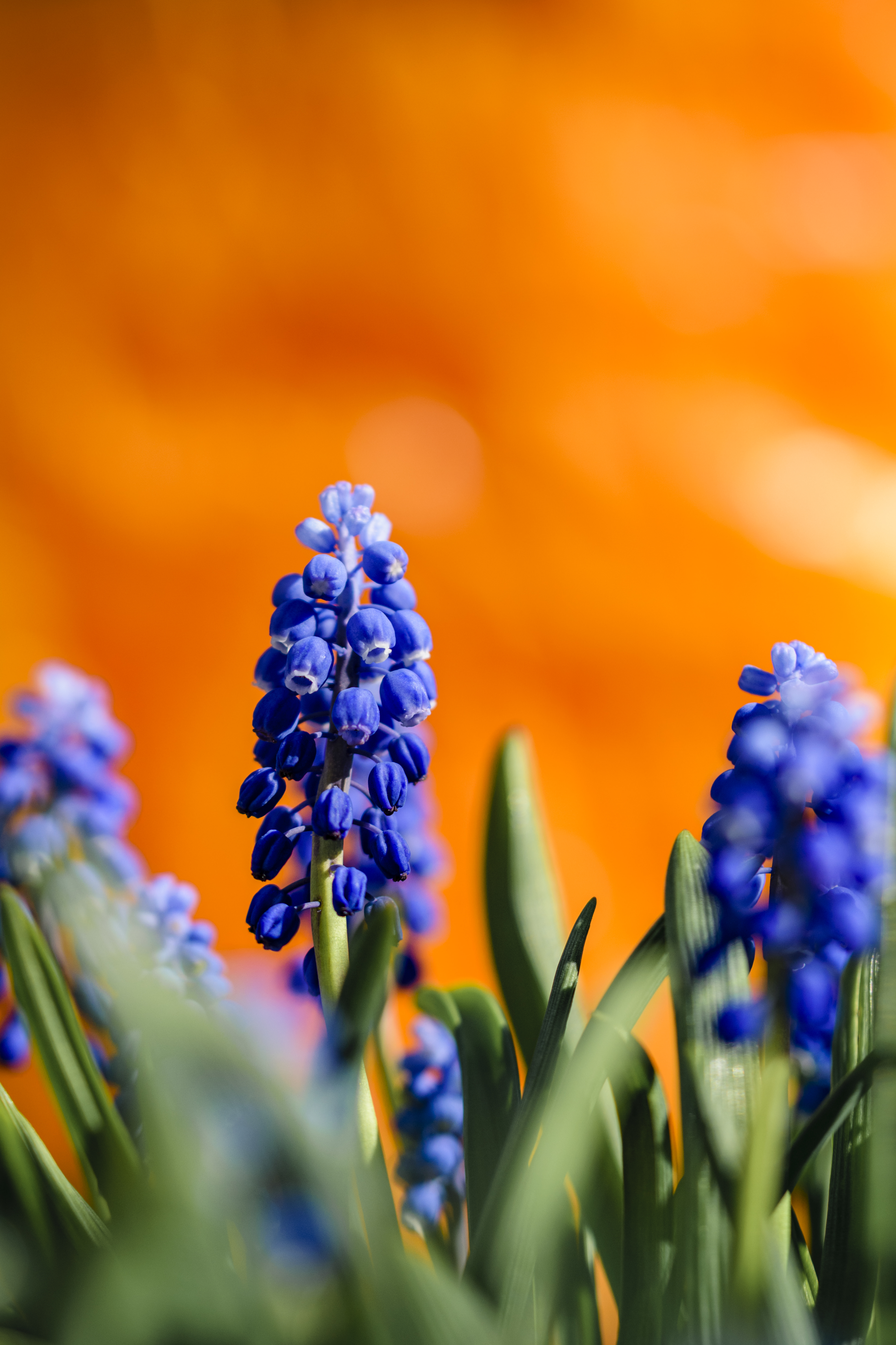 オレンジの背景とムスカリ ブドウヒアシンス の写真素材 ぱくたそ