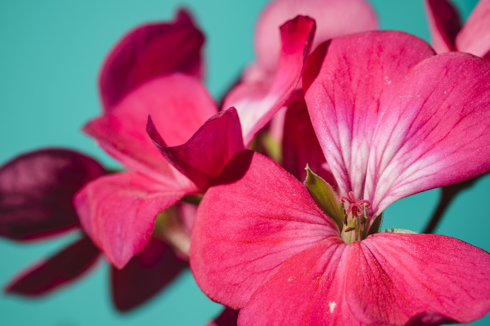 「ペラルゴニウムの花」の写真