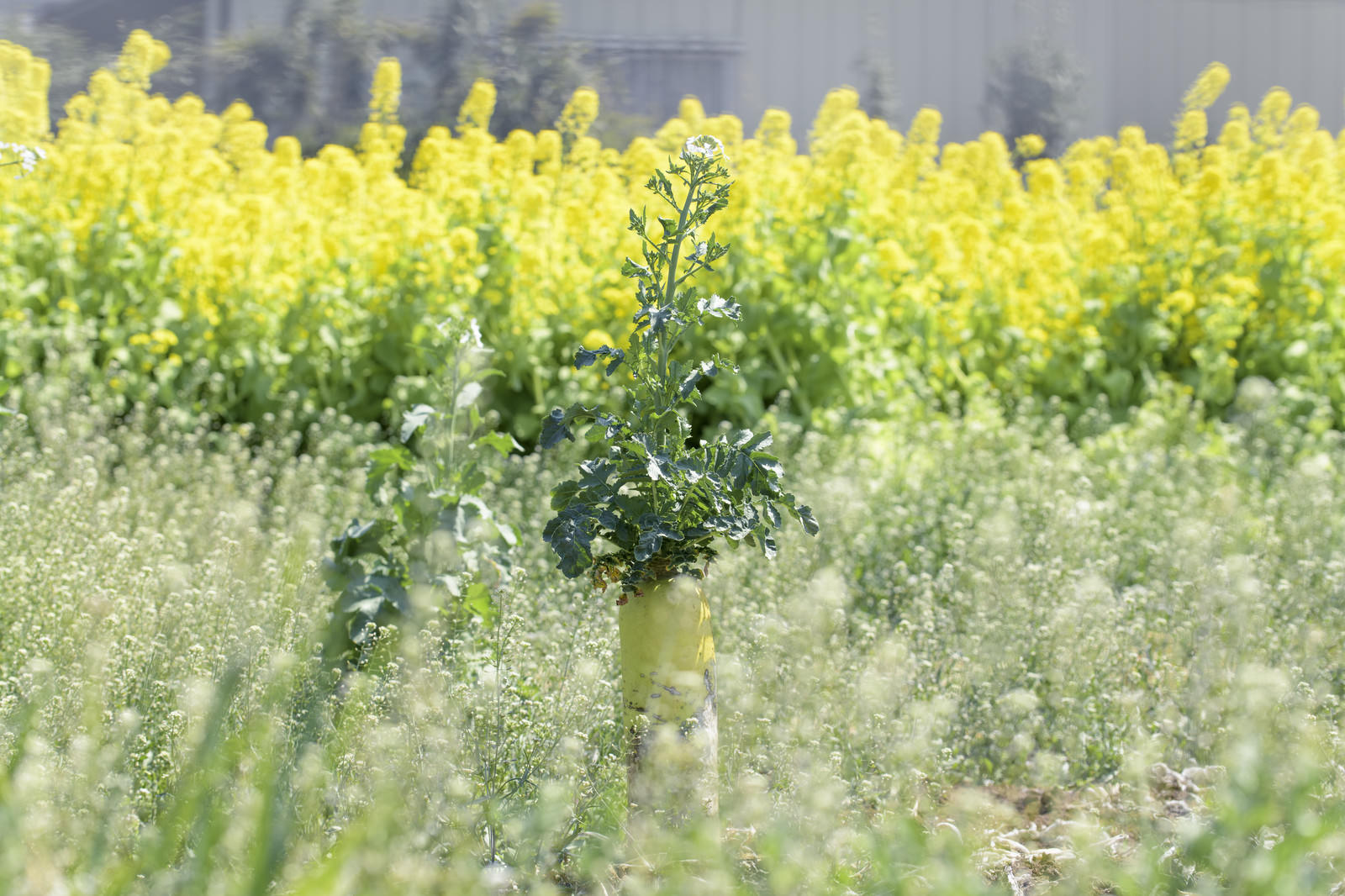 菜の花畑に咲く大根の写真を無料ダウンロード フリー素材 ぱくたそ 菜の花畑に咲く大根の写真を無料ダウンロード フリー素材 ぱくたそ