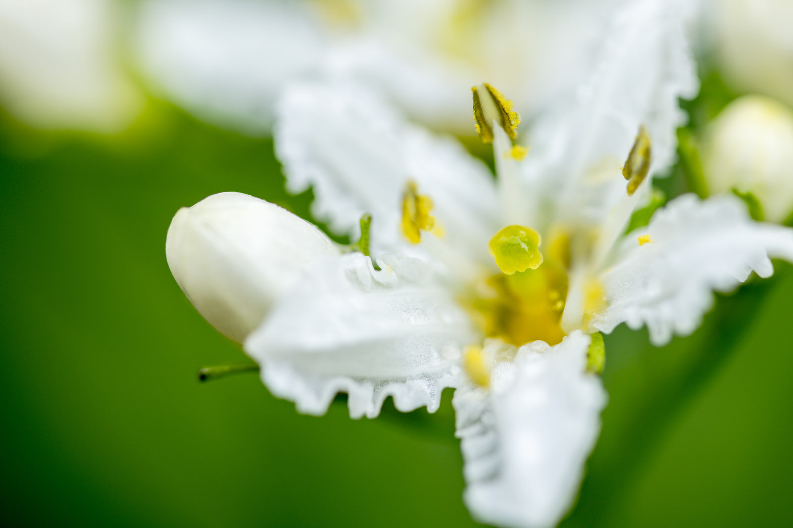 イワイチョウの花 岩銀杏 の写真素材 ぱくたそ