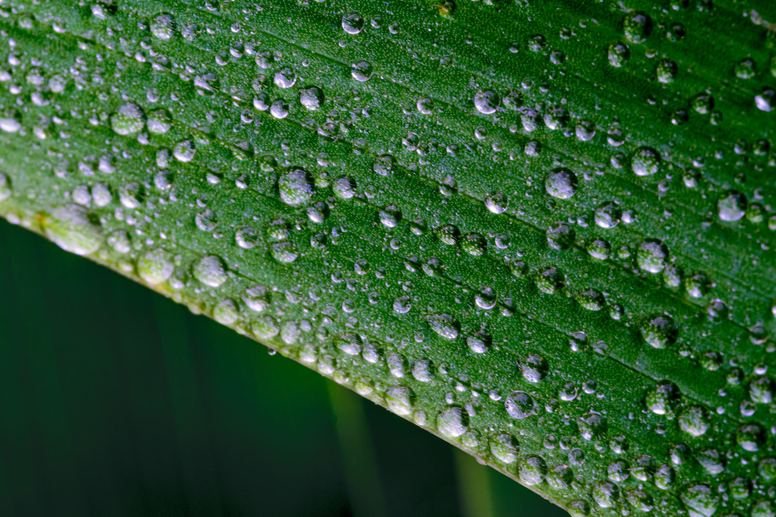 「草の表面にまとわりつく水滴」の写真
