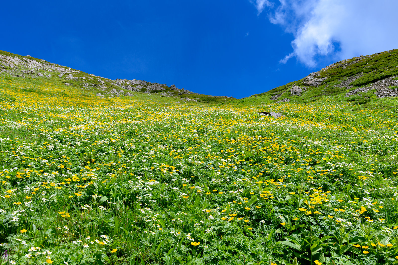 カールに咲き乱れる高山植物（悪沢岳）のフリー素材