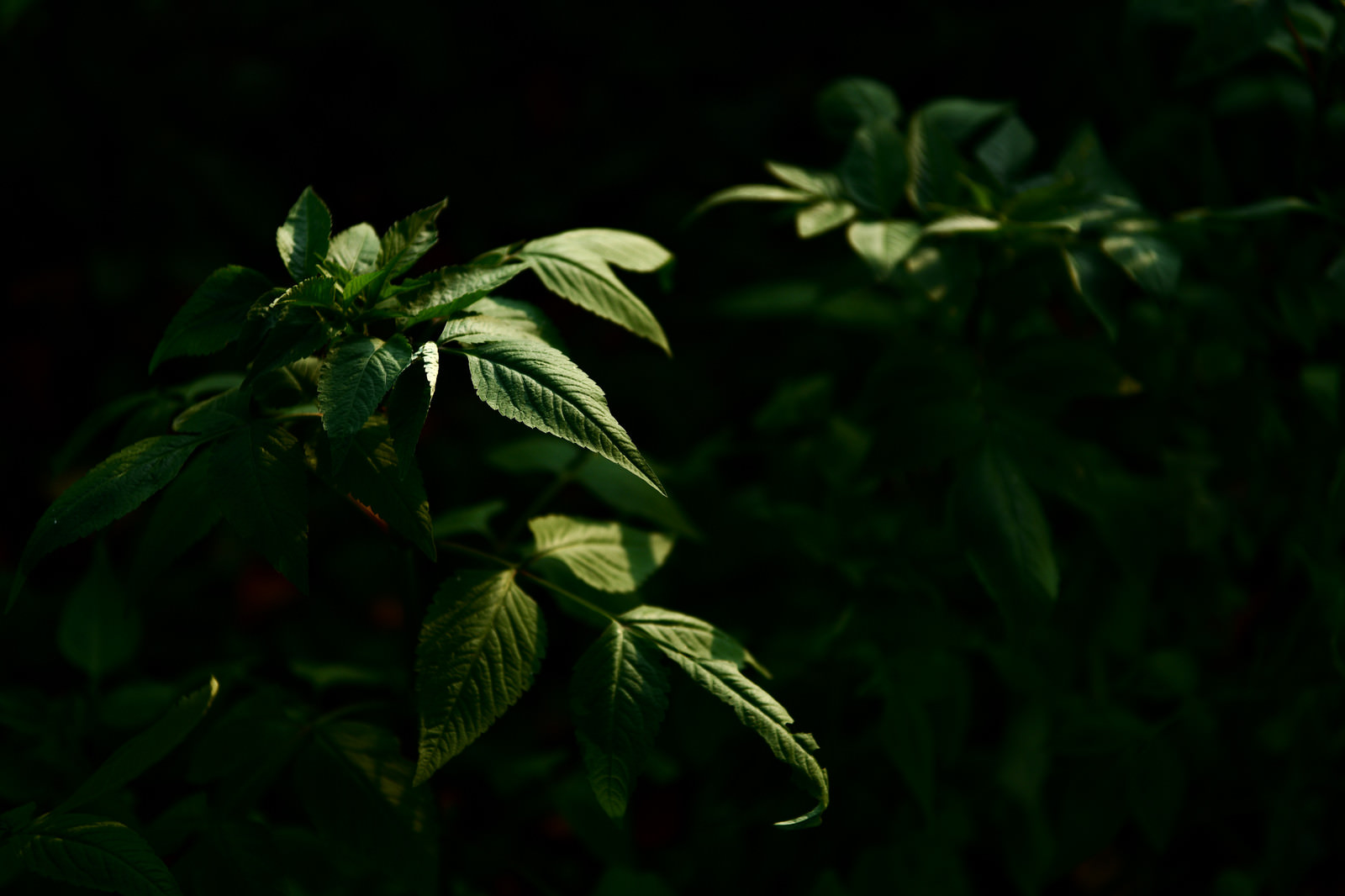 「暗闇から浮かび上がる植物」の写真