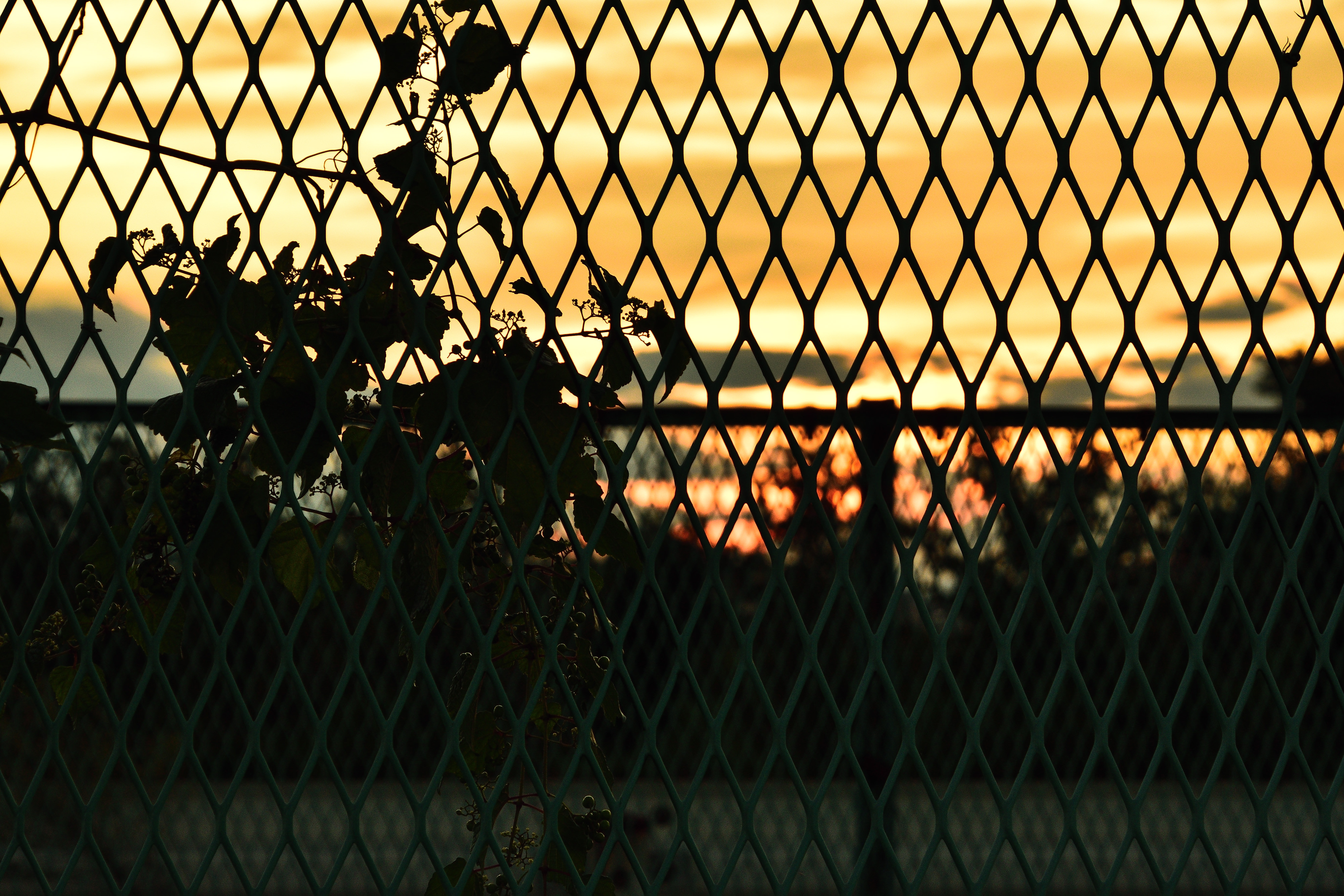 フェンス越しに見る夕焼けの写真素材 ぱくたそ