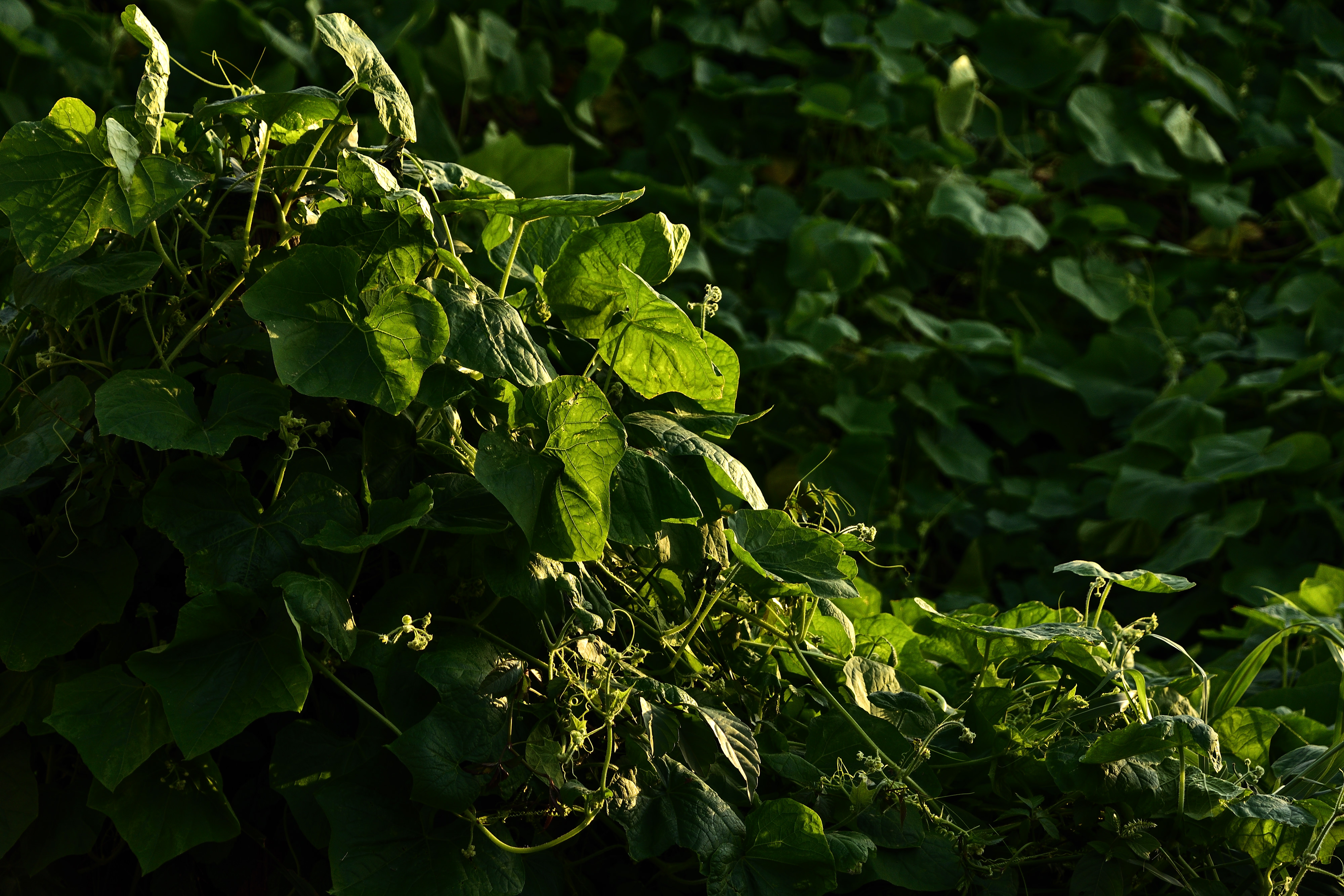 夕日を受ける雑草 つる植物 の写真素材 ぱくたそ