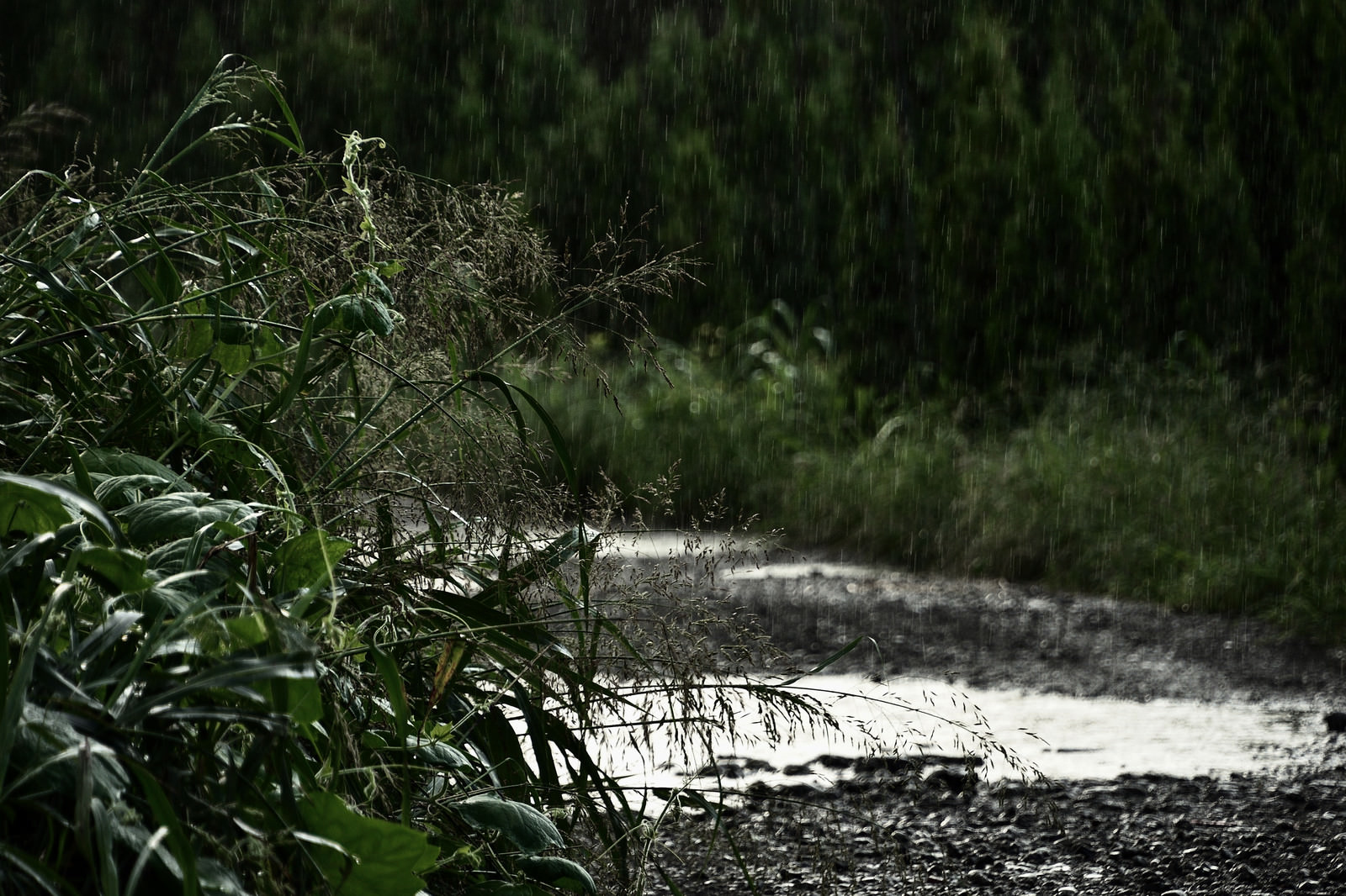 雨の農道の写真 画像 を無料ダウンロード フリー素材のぱくたそ