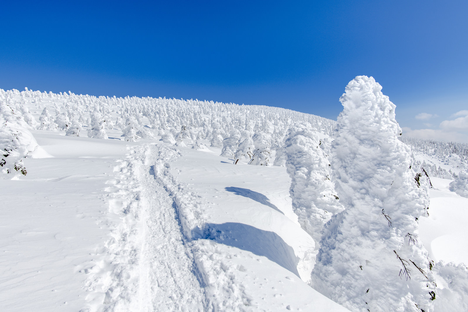 樹氷原に続く道の写真素材 ぱくたそ