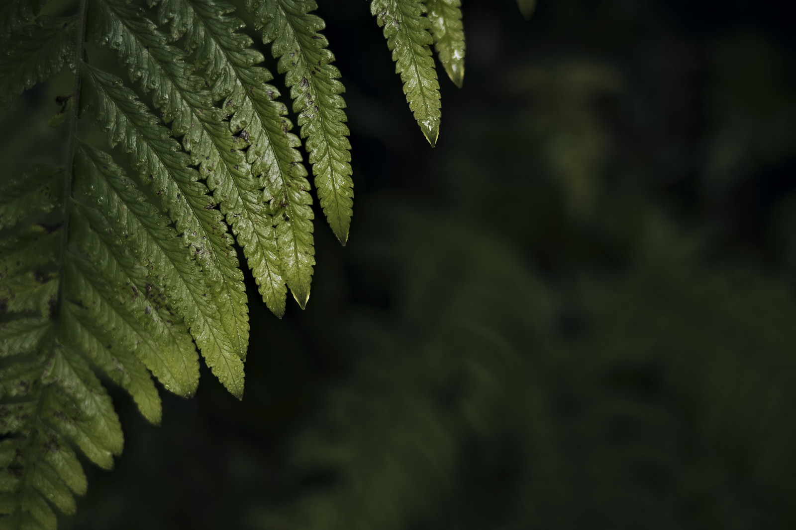 シダの先端から滴る雫の写真 画像 を無料ダウンロード フリー素材のぱくたそ