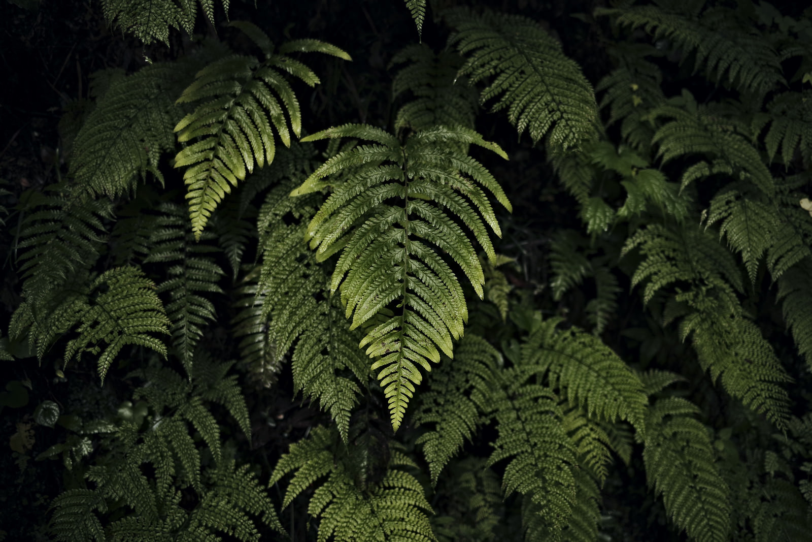 シダ林から浮かび上がる1つの葉の写真 画像 を無料ダウンロード フリー素材のぱくたそ