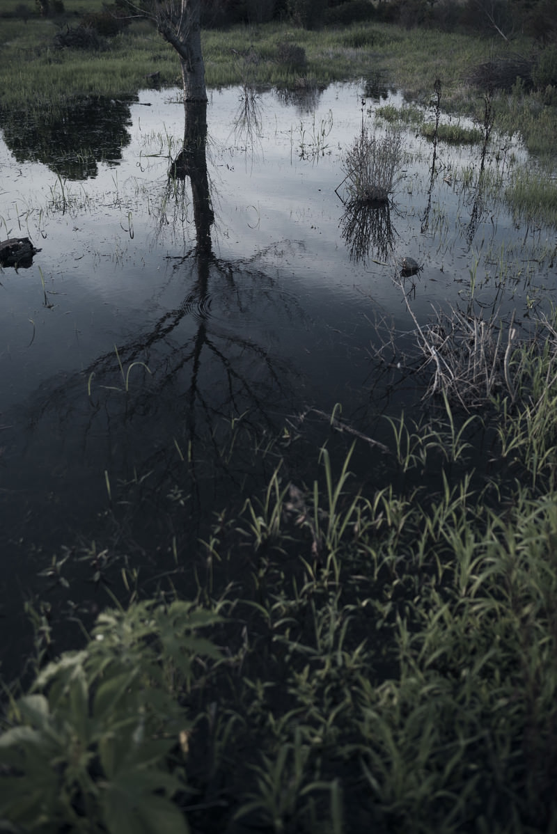 「水面に映る立ち枯れの木 | フリー素材のぱくたそ」の写真
