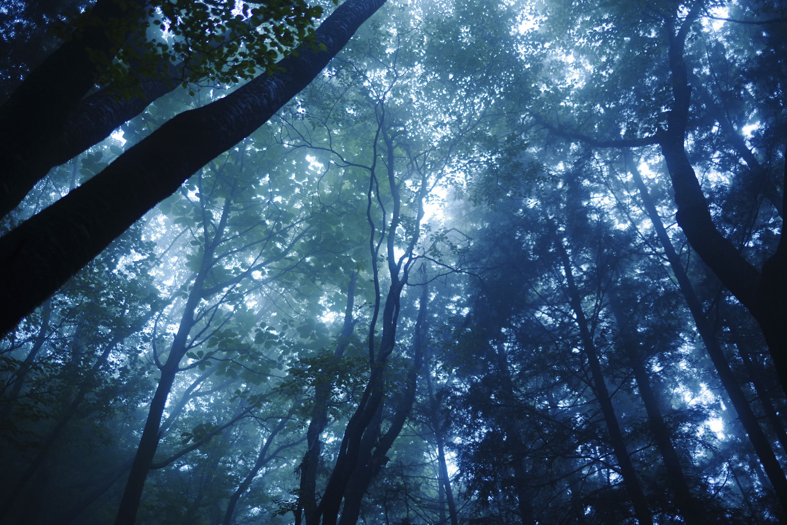 「緑の光と青い光が美しい霧の森」の写真