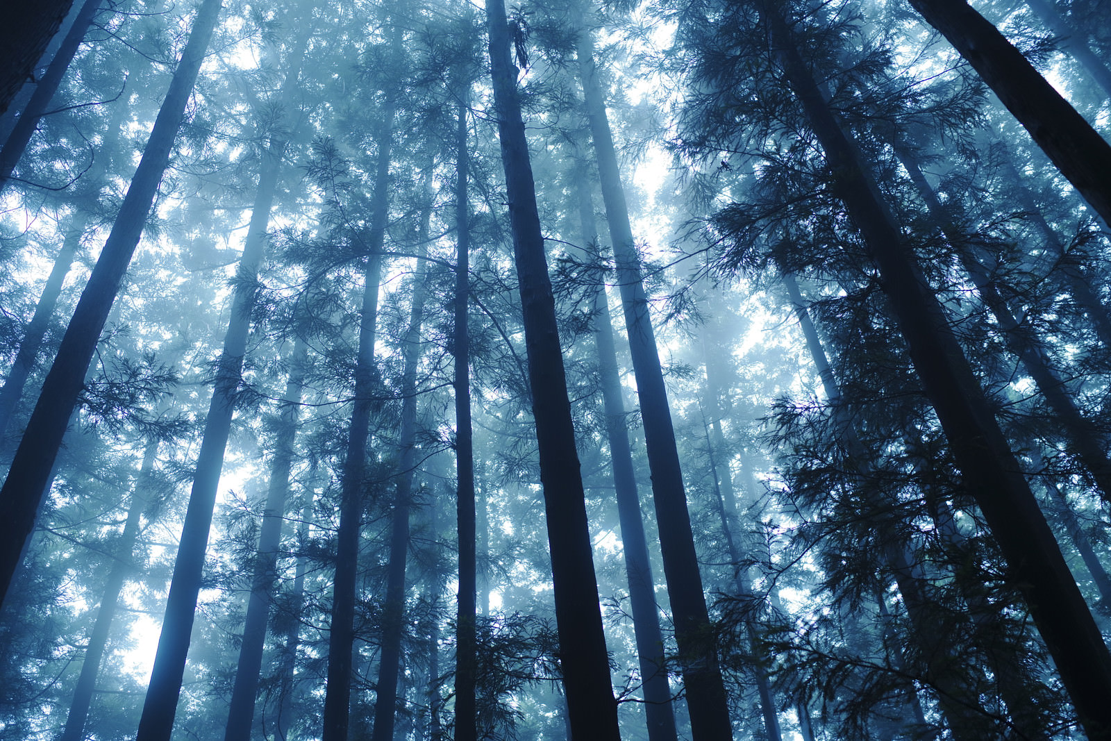 「緑の光降り注ぐ杉林 | フリー素材のぱくたそ」の写真