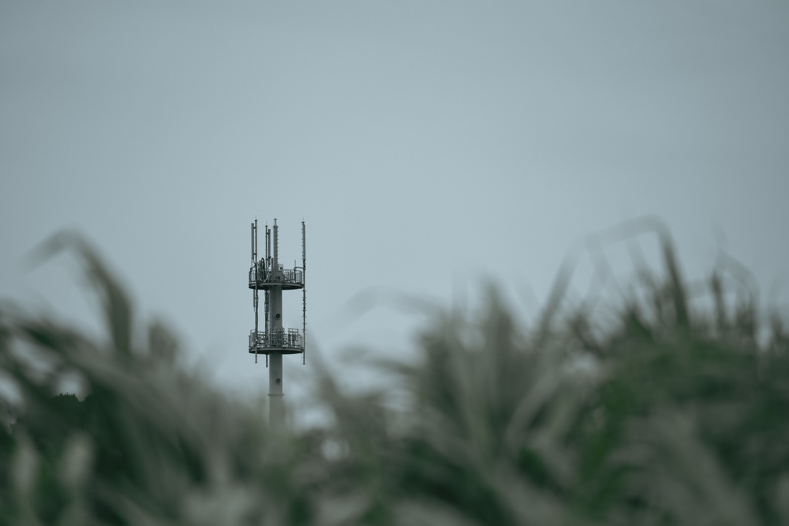 草木の向こうに見える電波塔の写真 画像 フリー素材 ぱくたそ
