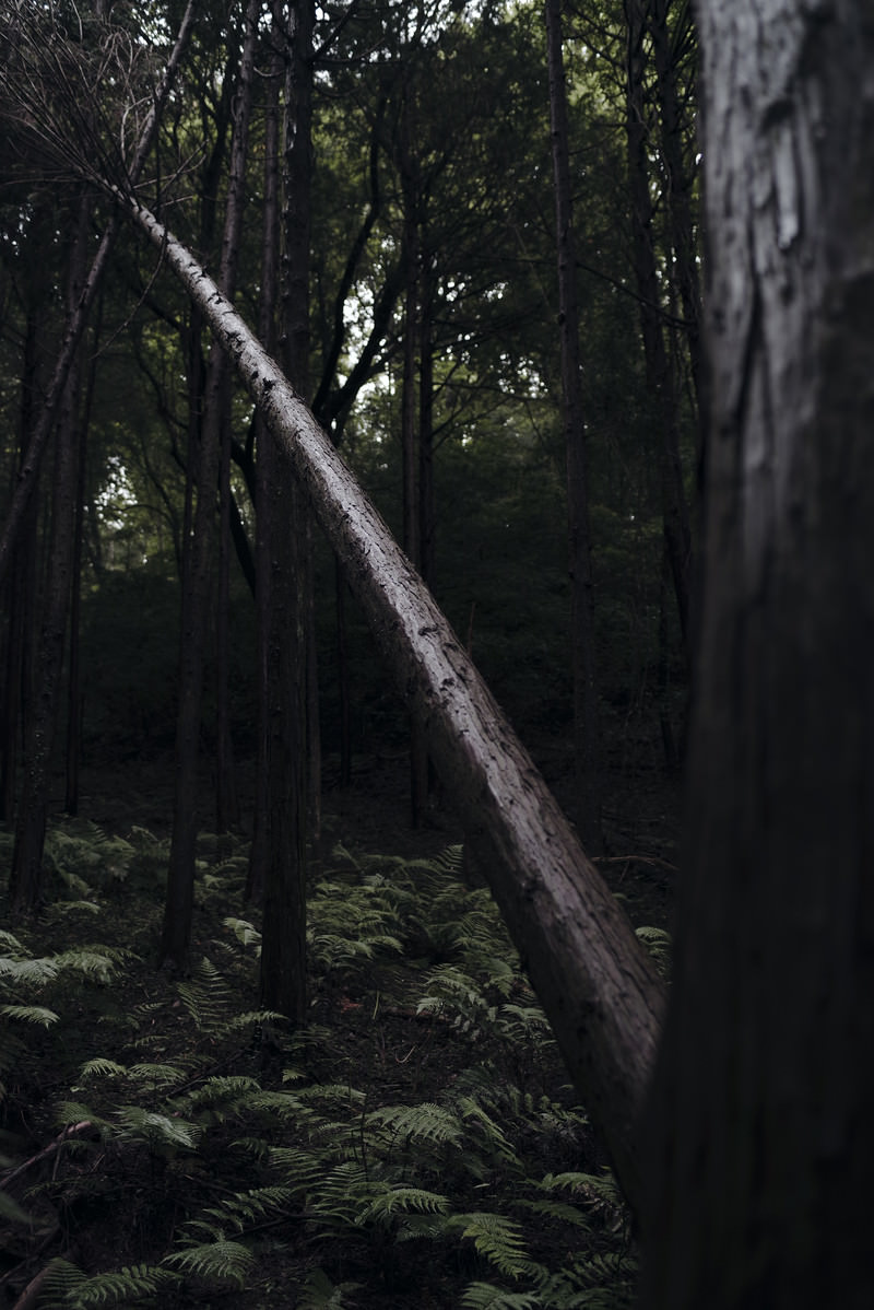 「銀の光沢を放つ杉」の写真