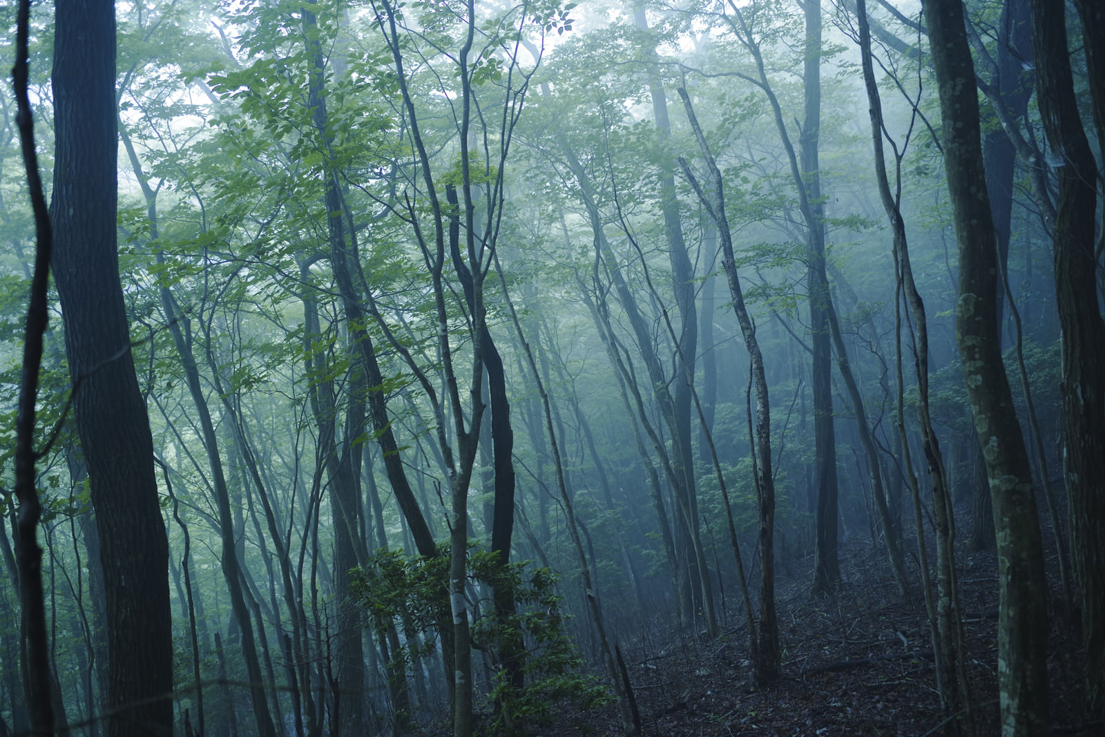 霧に包まれた森の写真素材 ぱくたそ
