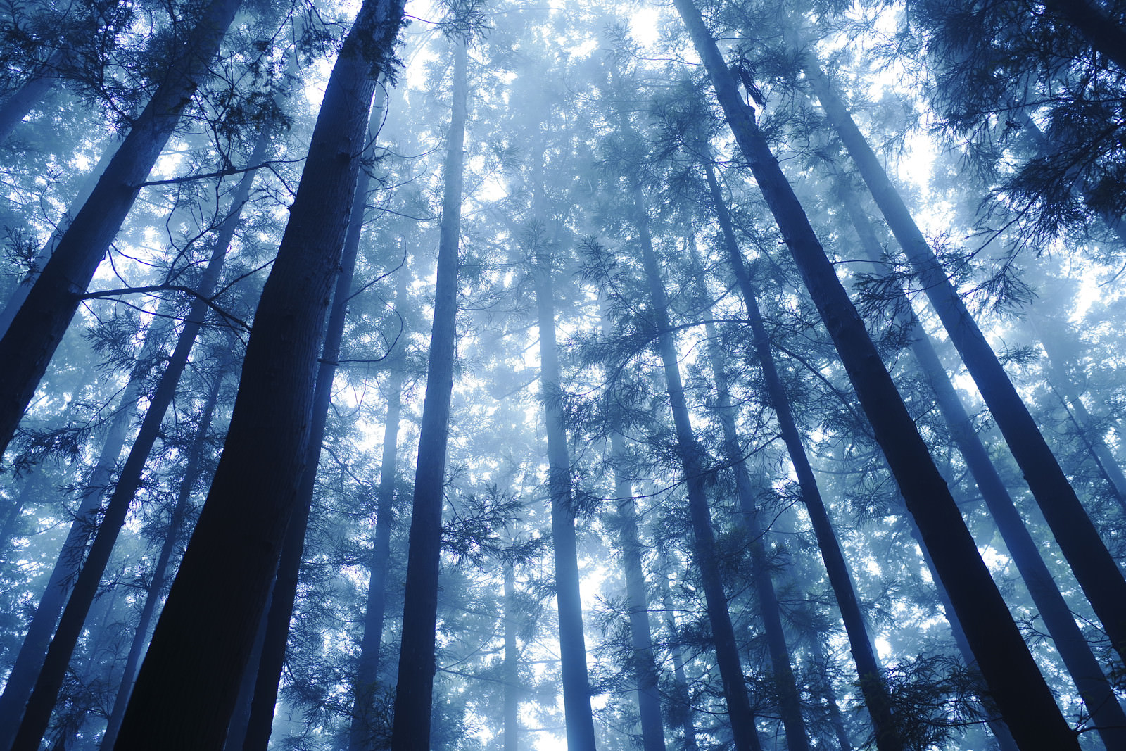 「青い光が降り注ぐ杉林 | フリー素材のぱくたそ」の写真
