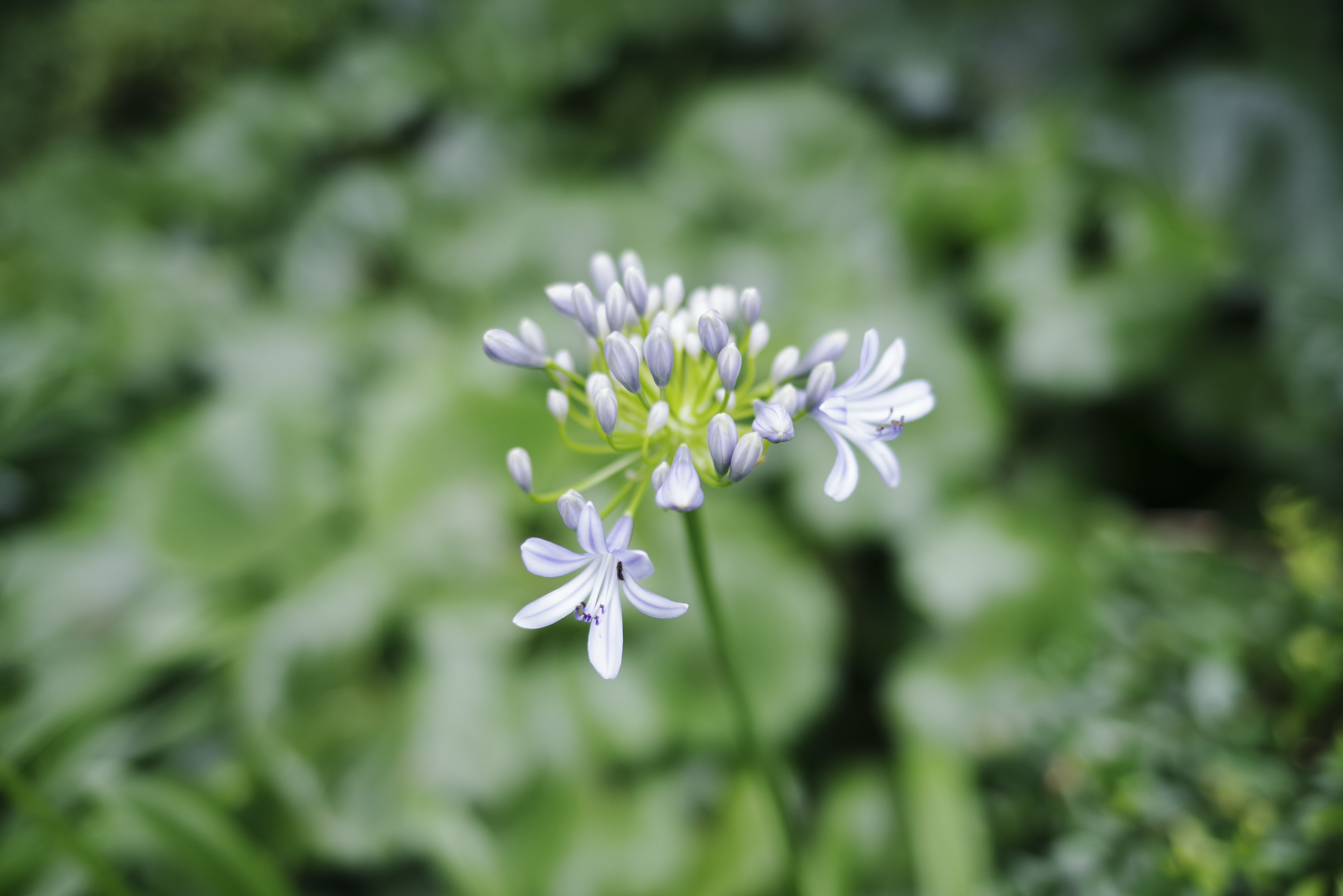 つぼみが徐々に開きつつあるアガパンサスの写真素材を拡大 トリミング加工 Jpg画像 ぱくたそ