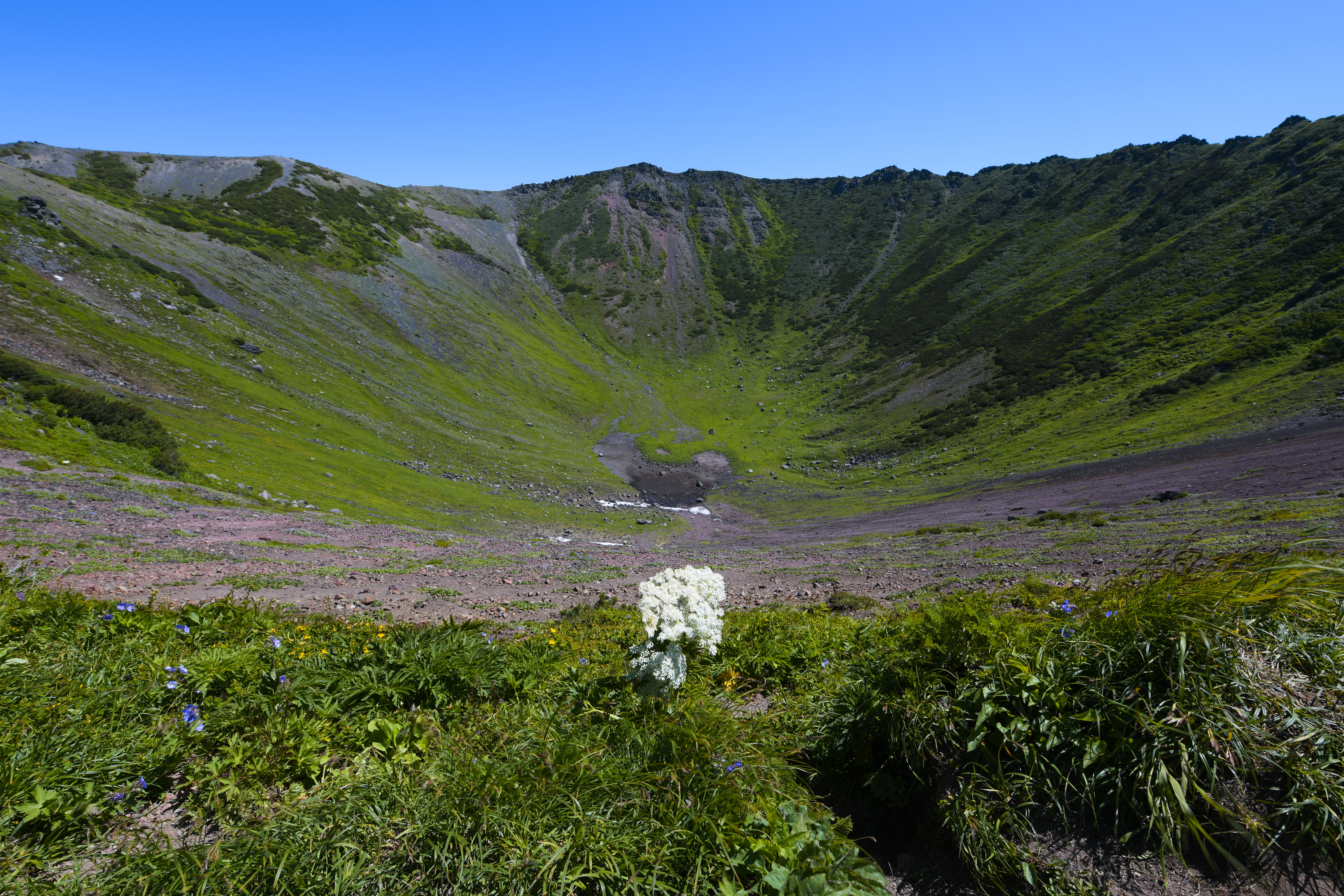 シシウドの花とクレーターのような火口 羊蹄山 の写真素材 ぱくたそ