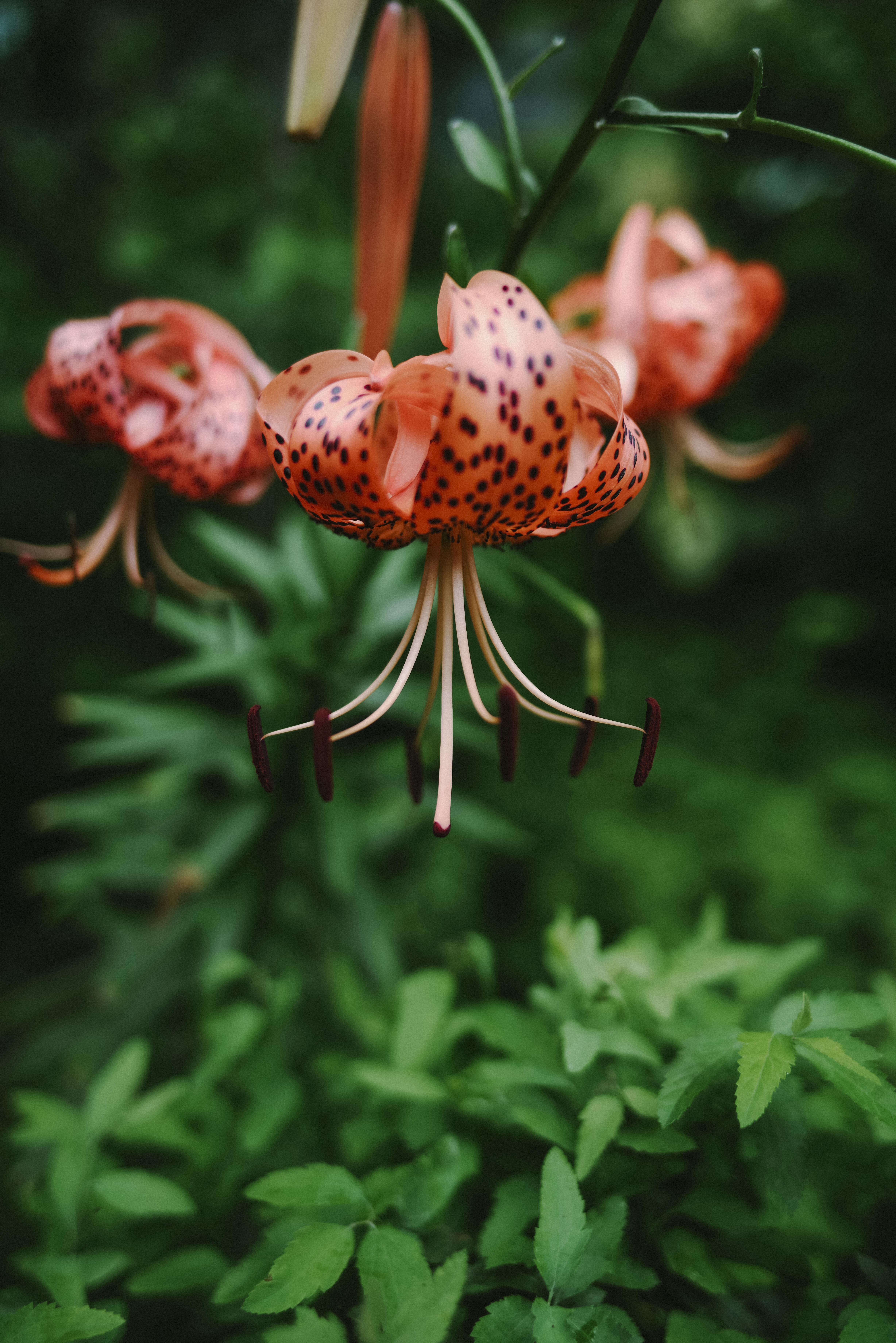 立派に咲いた鬼百合の花の写真素材 ぱくたそ