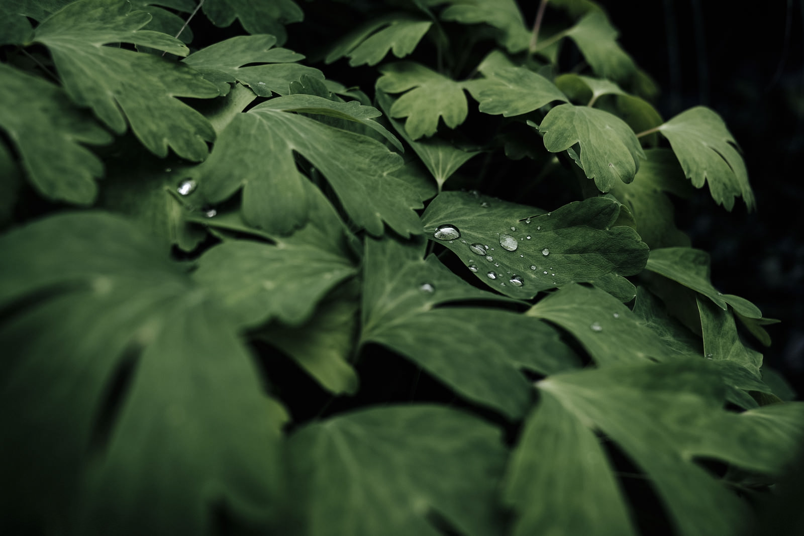 「葉の上を這う水滴 | フリー素材のぱくたそ」の写真