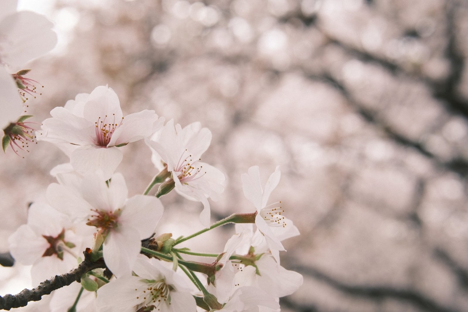 「柔らかな印象の桜 | フリー素材のぱくたそ」の写真