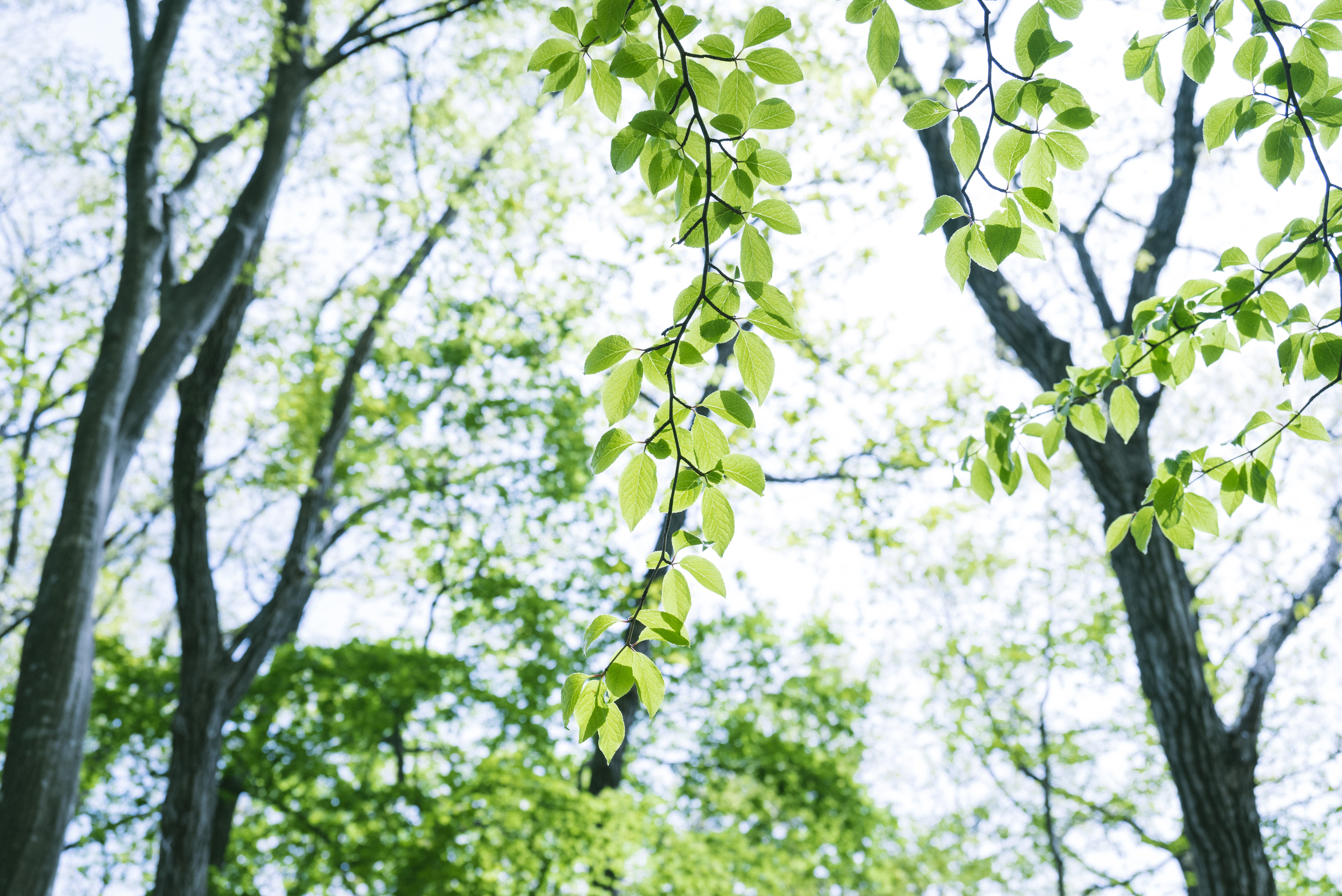 光が差し込む新緑と陽の写真素材 ぱくたそ