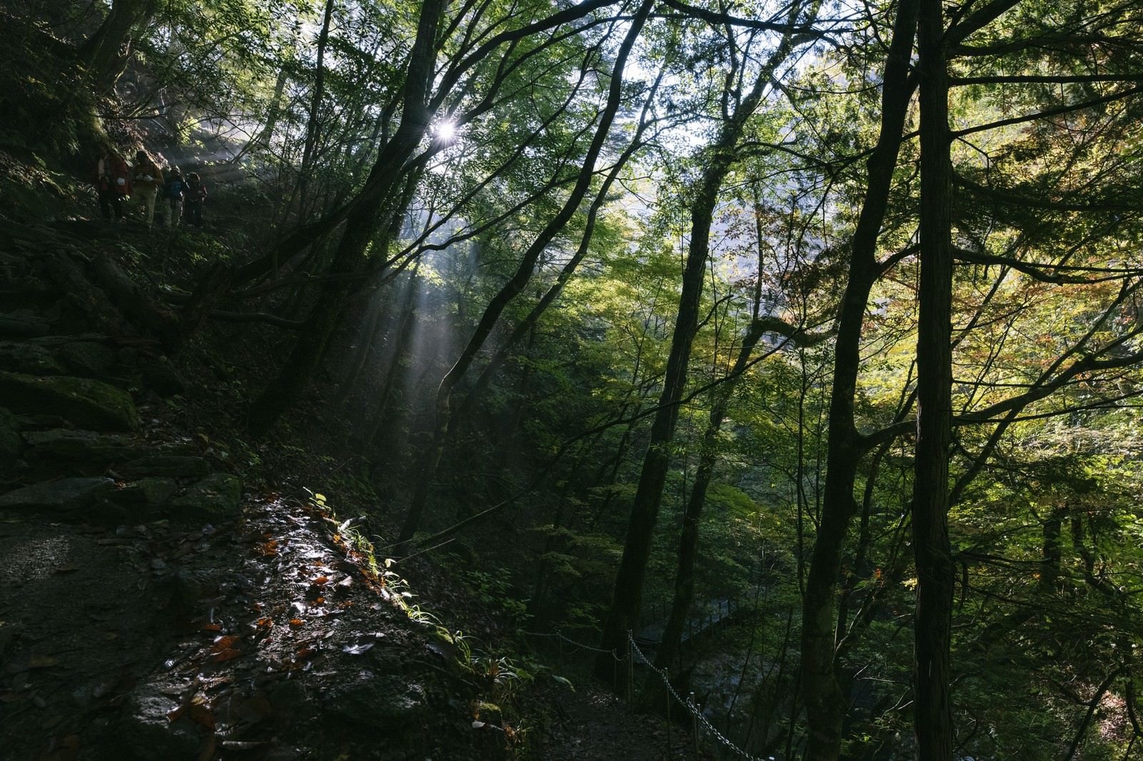 「木漏れ日の西沢渓谷登山道 | フリー素材のぱくたそ」の写真