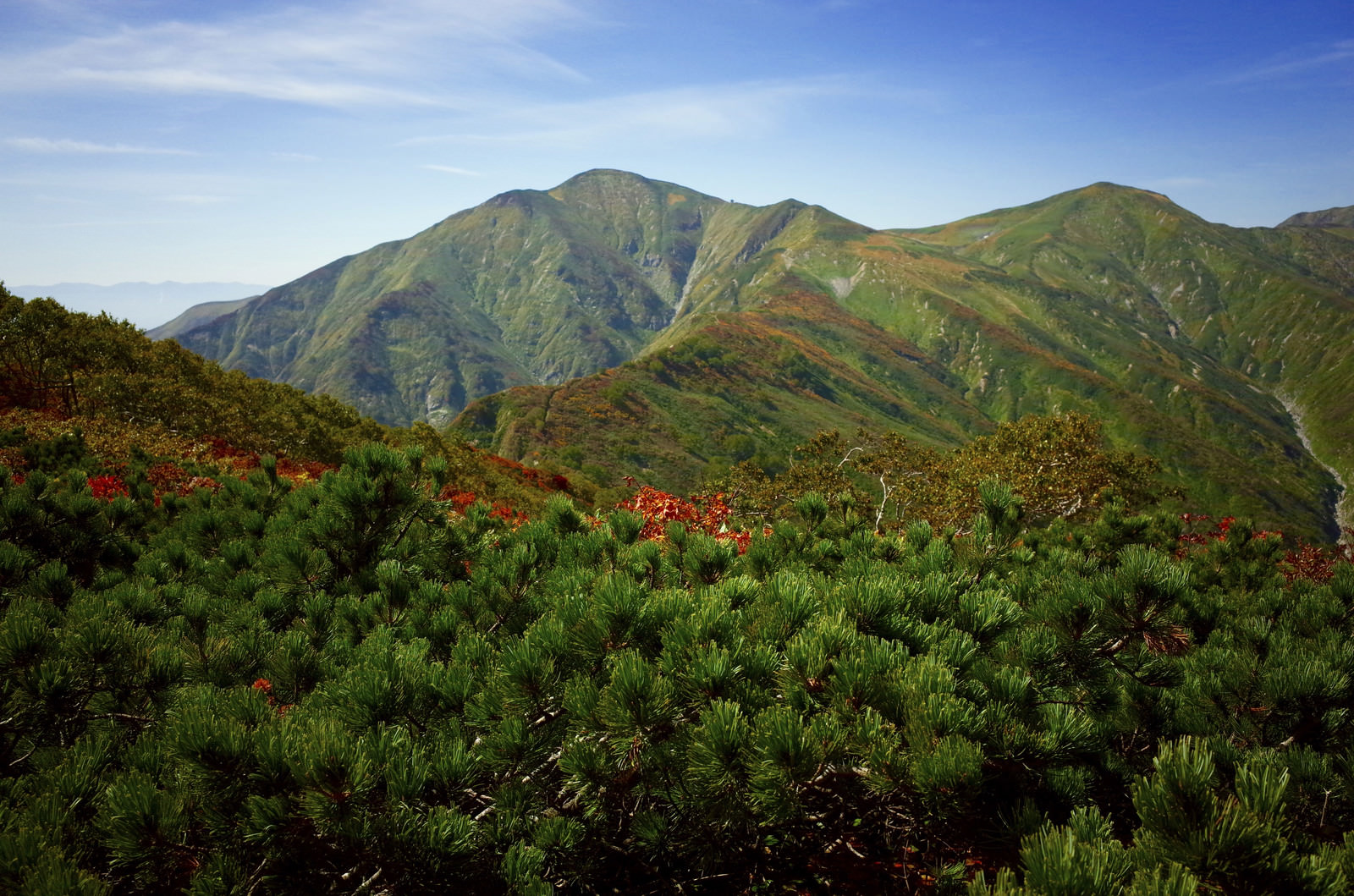 「ハイマツと紅葉の大朝日岳（おおあさひだけ）」の写真