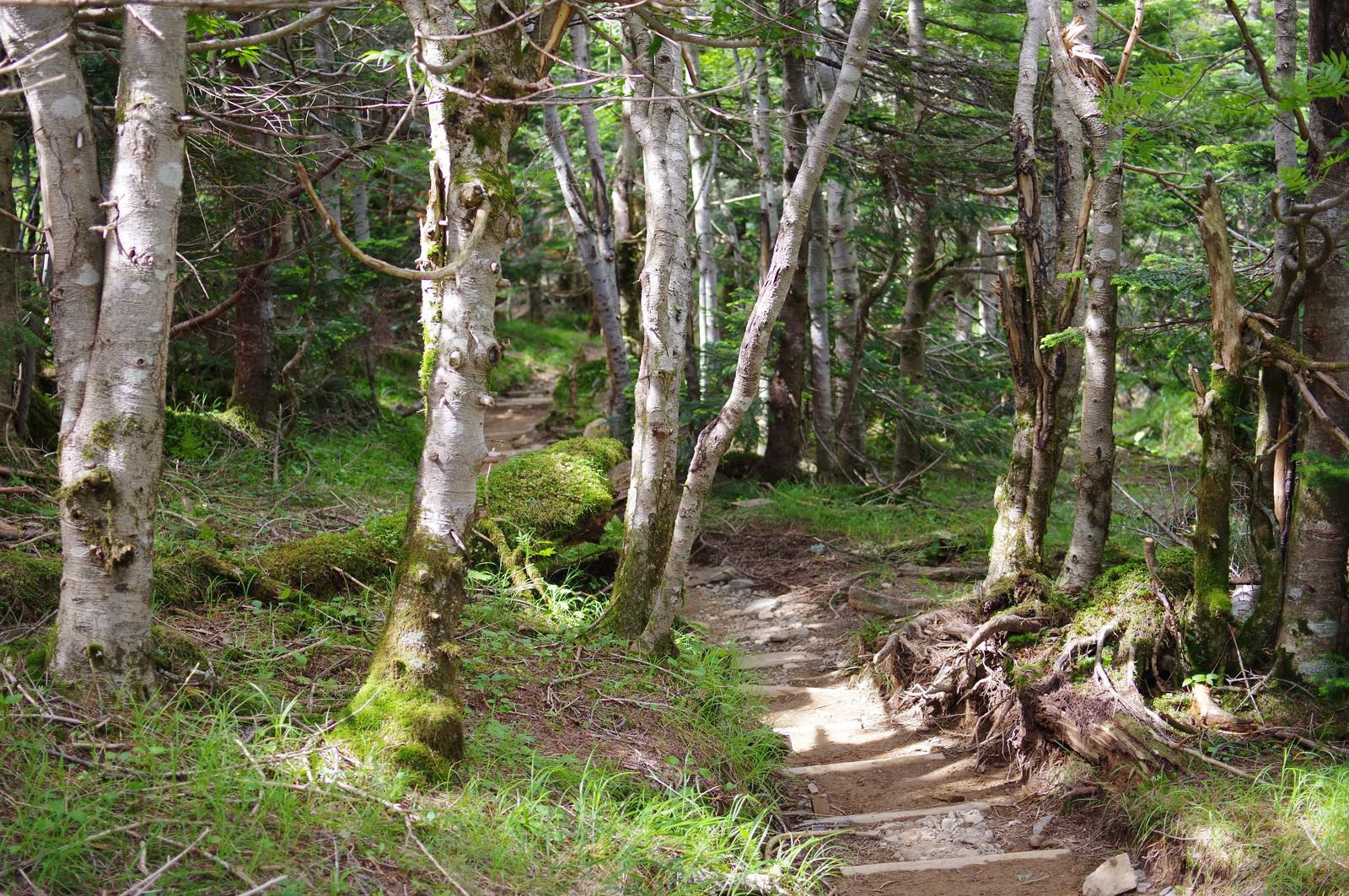 カバノキが生い茂る登山道 聖岳 の写真 画像 を無料ダウンロード フリー素材のぱくたそ カバノキが生い茂る登山道 聖岳 の写真 画像 を無料ダウンロード フリー素材のぱくたそ