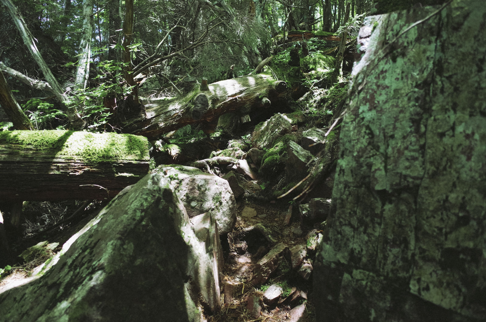 「鬱蒼とした樹林が続く聖岳登山道 | フリー素材のぱくたそ」の写真