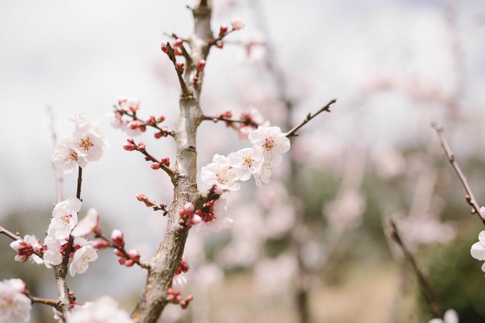 「優しい香りを放つ筑波山梅林の梅の花 | フリー素材のぱくたそ」の写真