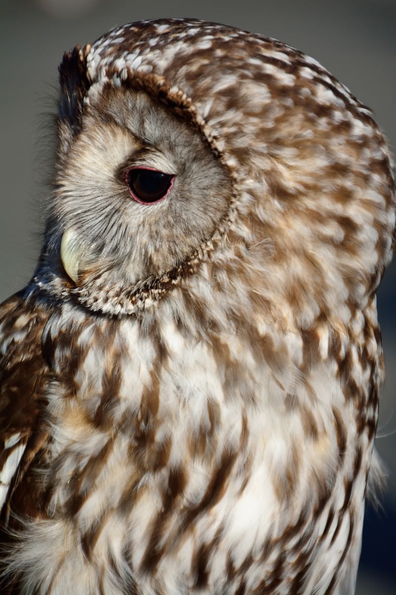 フクロウの横顔の写真 画像 フリー素材 ぱくたそ