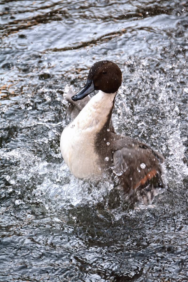 水しぶきをあげるカモの写真 画像 を無料ダウンロード フリー素材のぱくたそ 水しぶきをあげるカモの写真 画像 を無料ダウンロード フリー素材のぱくたそ