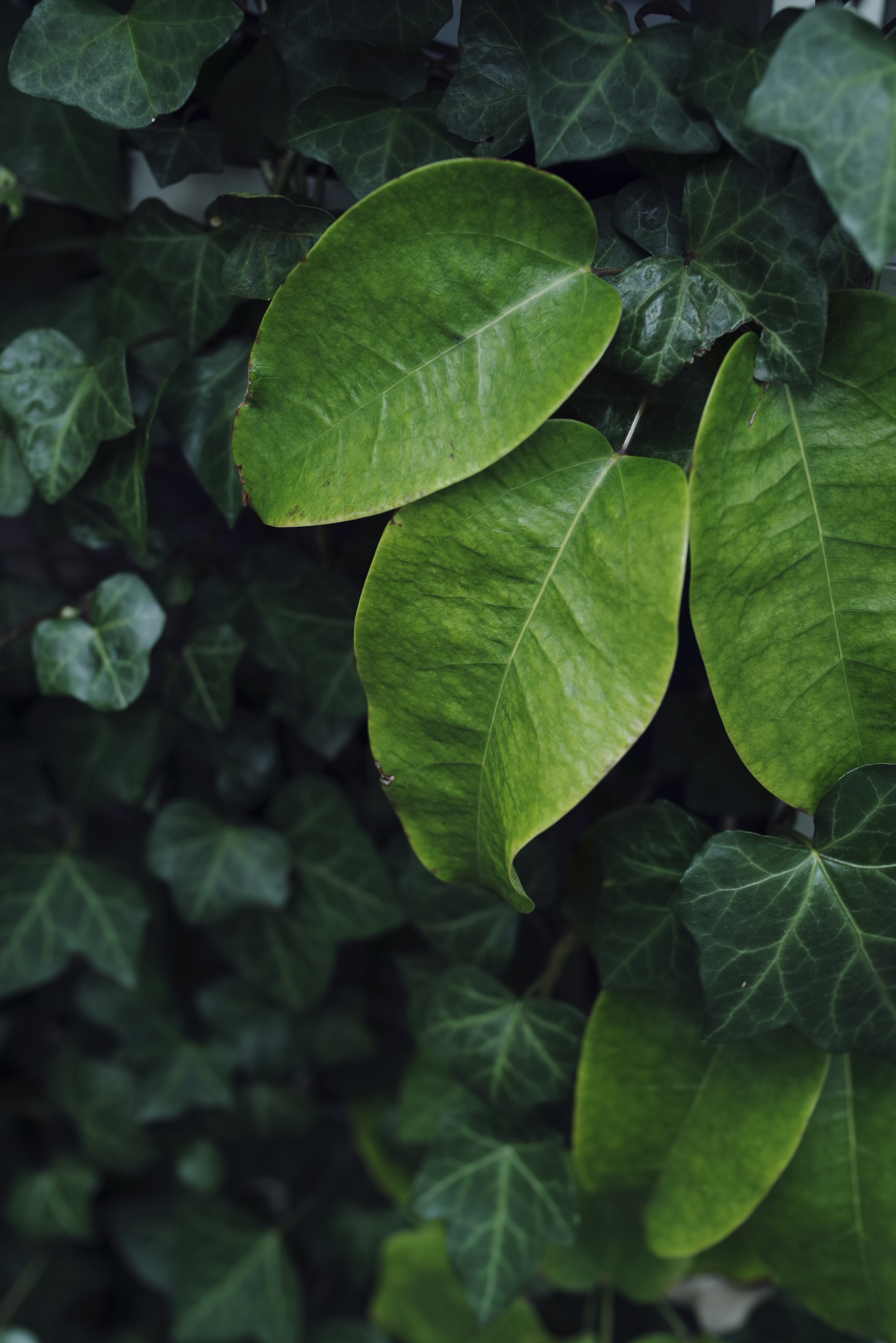 深い緑の観葉植物の葉の写真素材 ぱくたそ